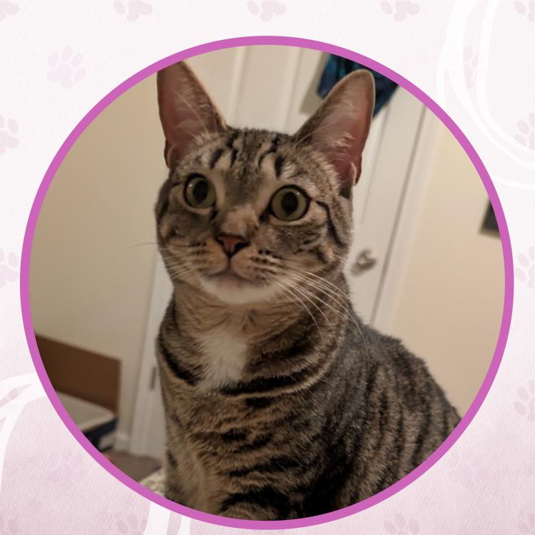 Impala, a Adoptable Domestic Short Hair in Toms River, NJ image 6/6