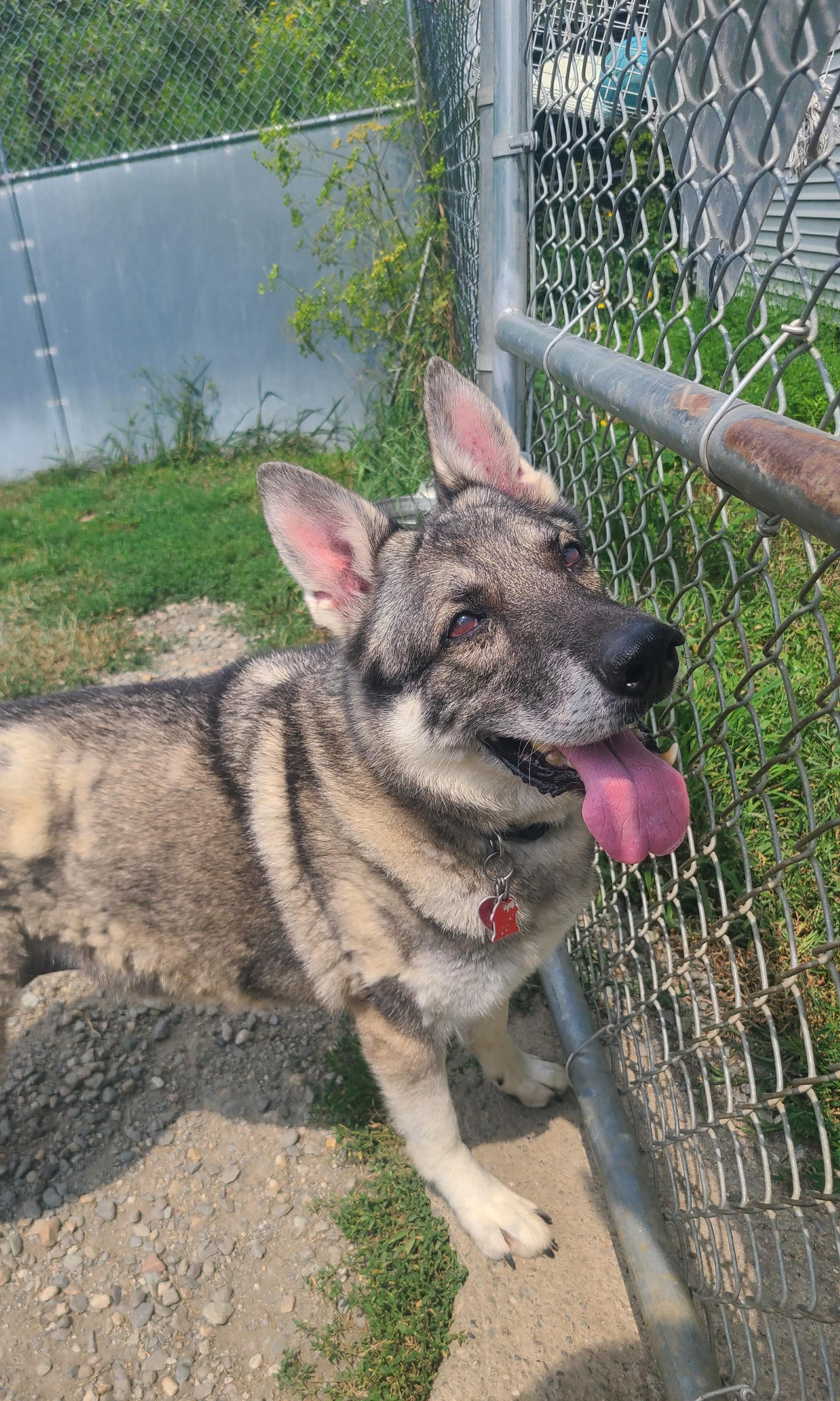 Lulu , ADOPTABLE, Senior Female Husky & German Shepherd Dog.