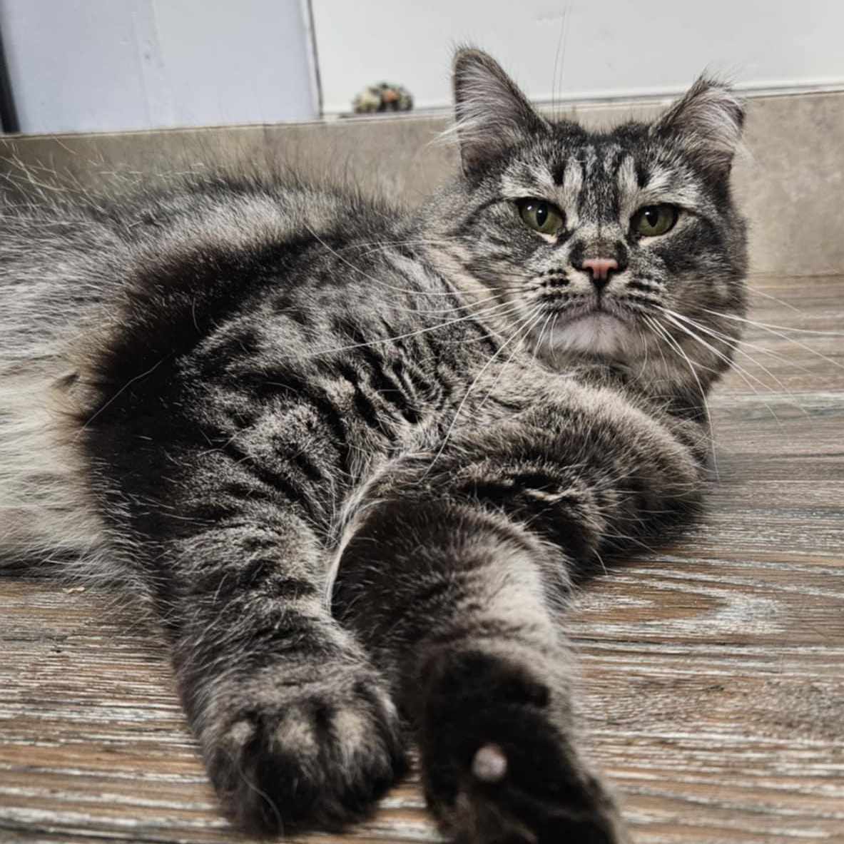 Enlarge April, a Adoptable Domestic Medium Hair in Warwick, RI image 2/5