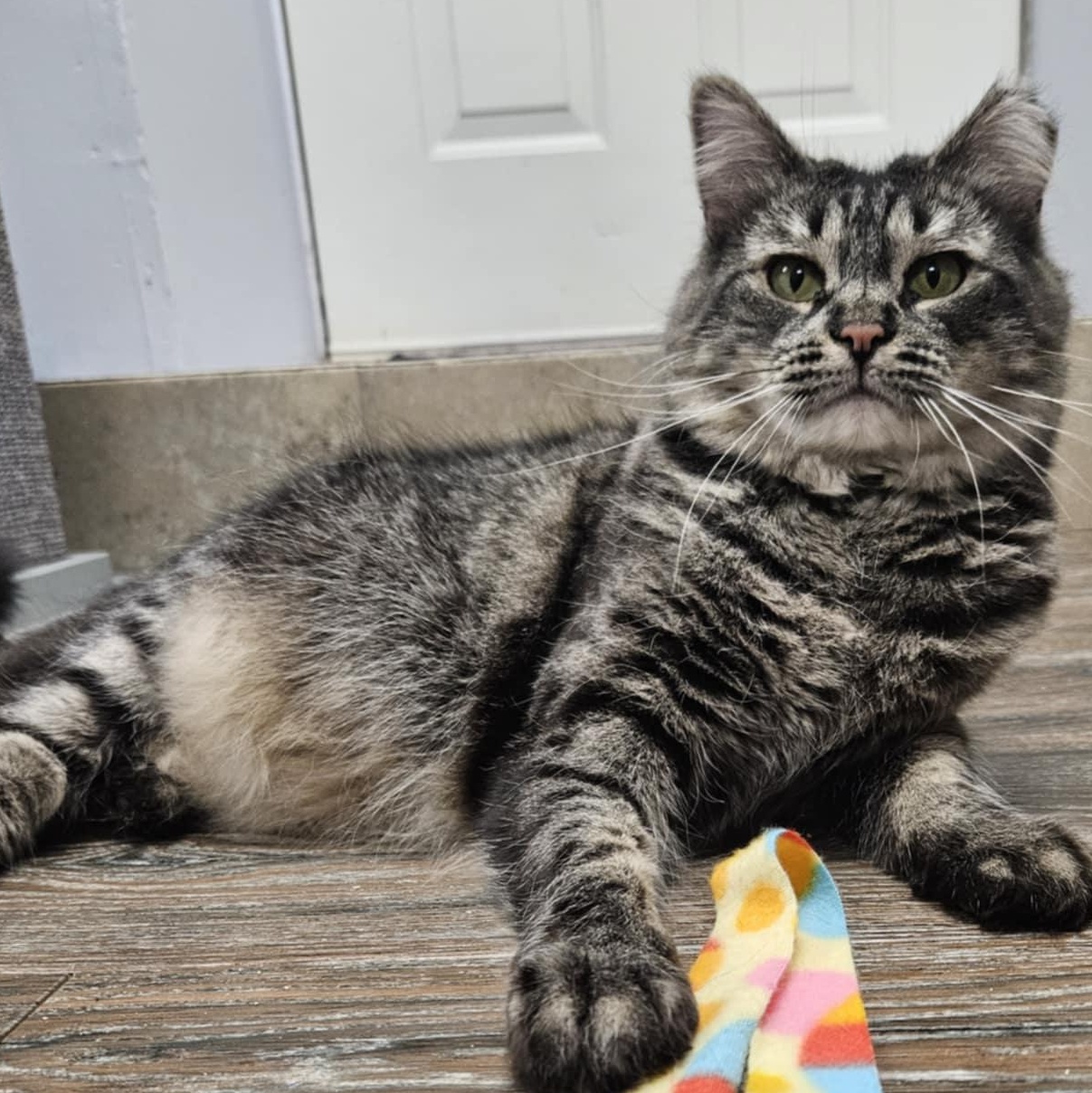 Enlarge April, a Adoptable Domestic Medium Hair in Warwick, RI image 1/5