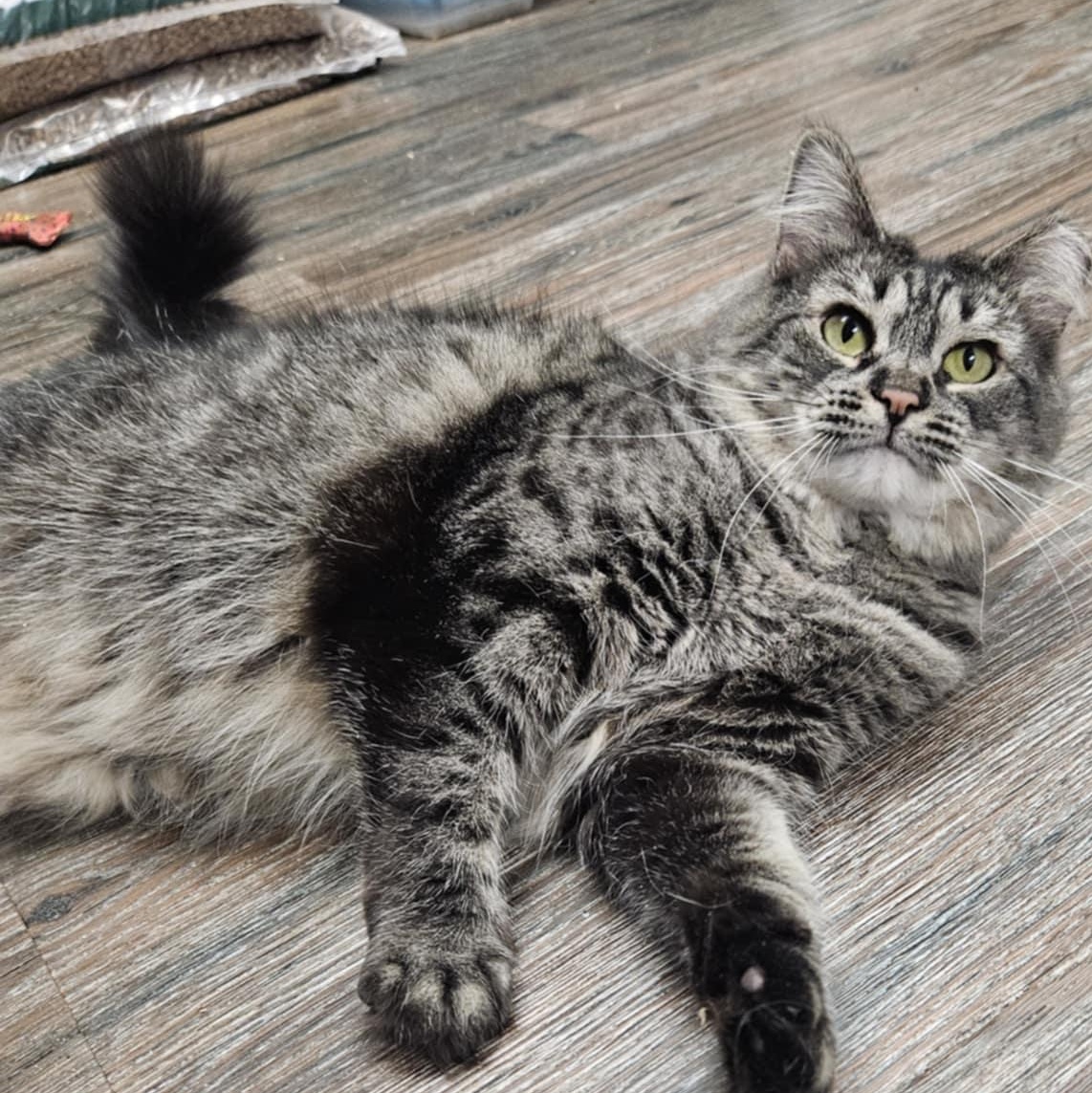 Enlarge April, a Adoptable Domestic Medium Hair in Warwick, RI image 3/5