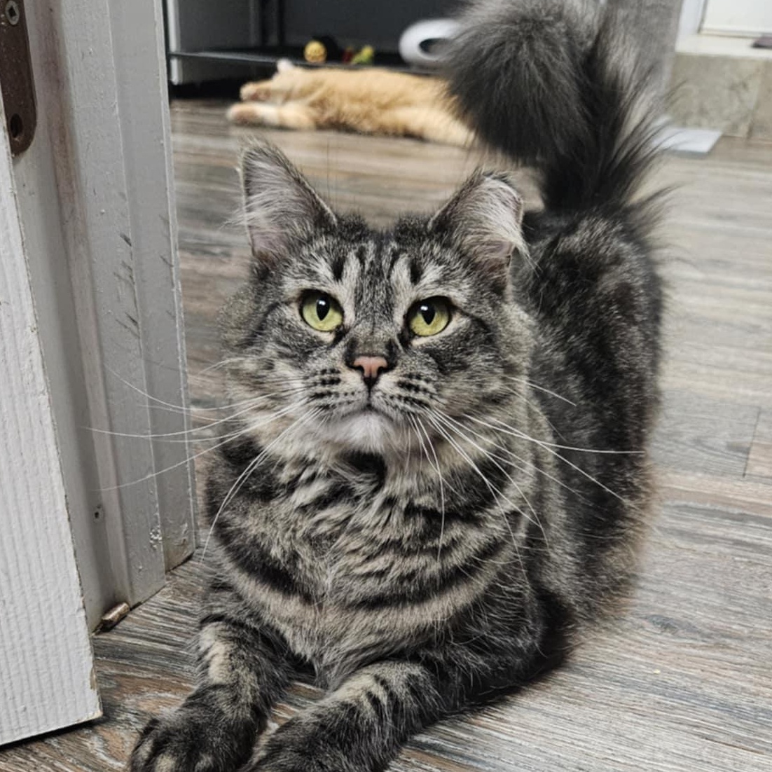 Enlarge April, a Adoptable Domestic Medium Hair in Warwick, RI image 4/5