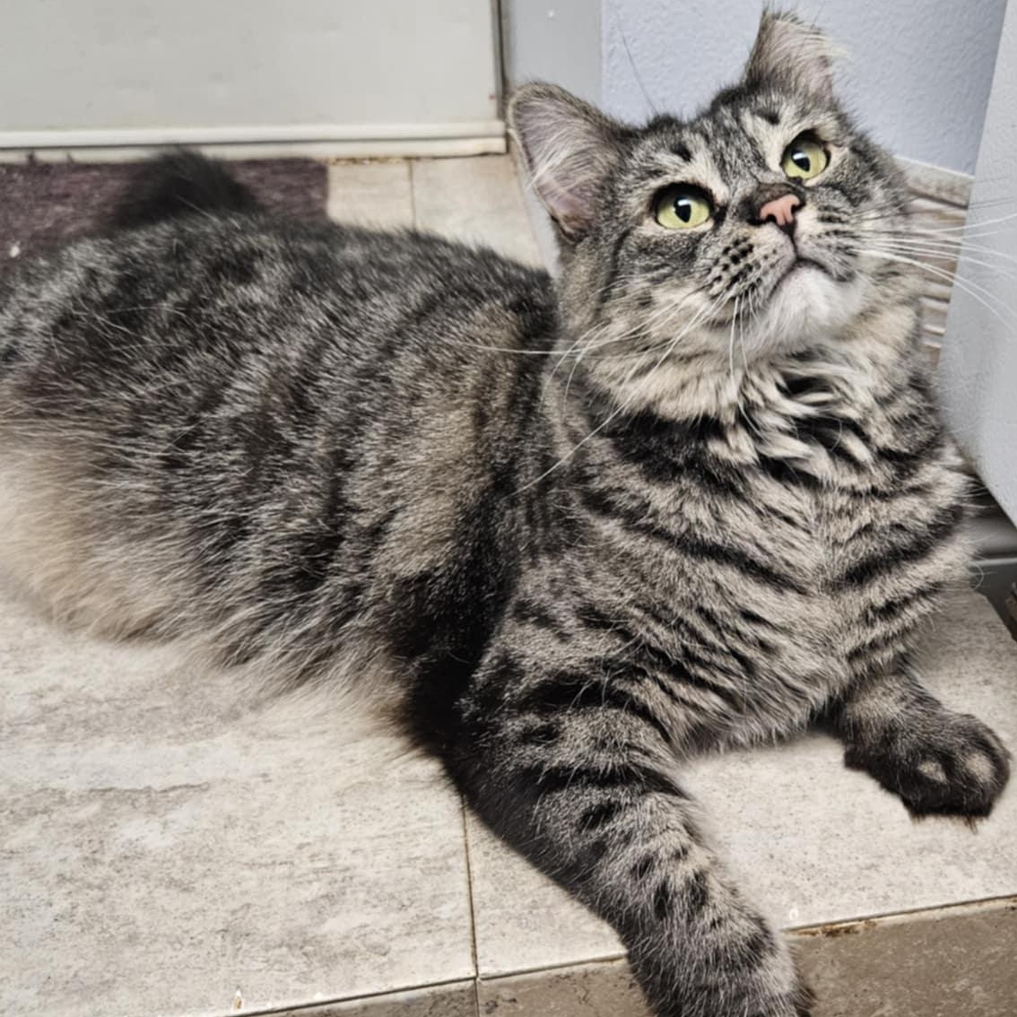 Enlarge April, a Adoptable Domestic Medium Hair in Warwick, RI image 5/5