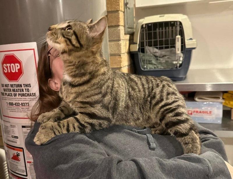 Hemingway, Adopted, Young Male Domestic Short Hair.