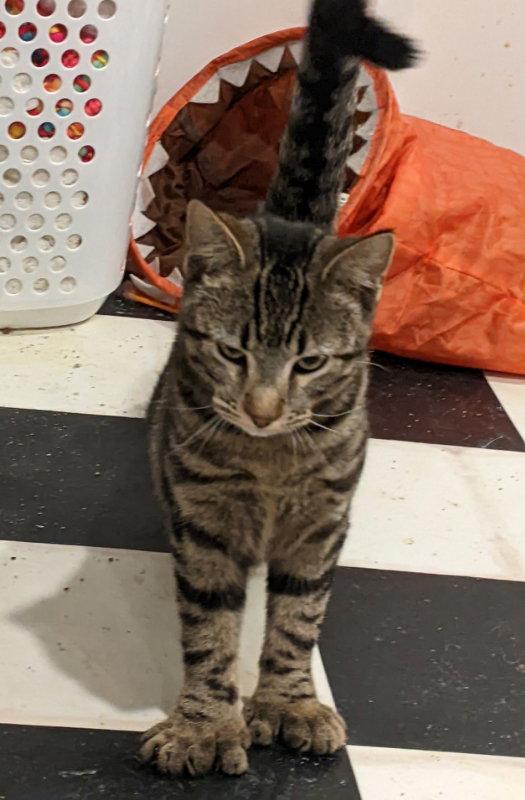 Enlarge Hemingway, a Adopted Domestic Short Hair in Dalzell, IL image 2/3