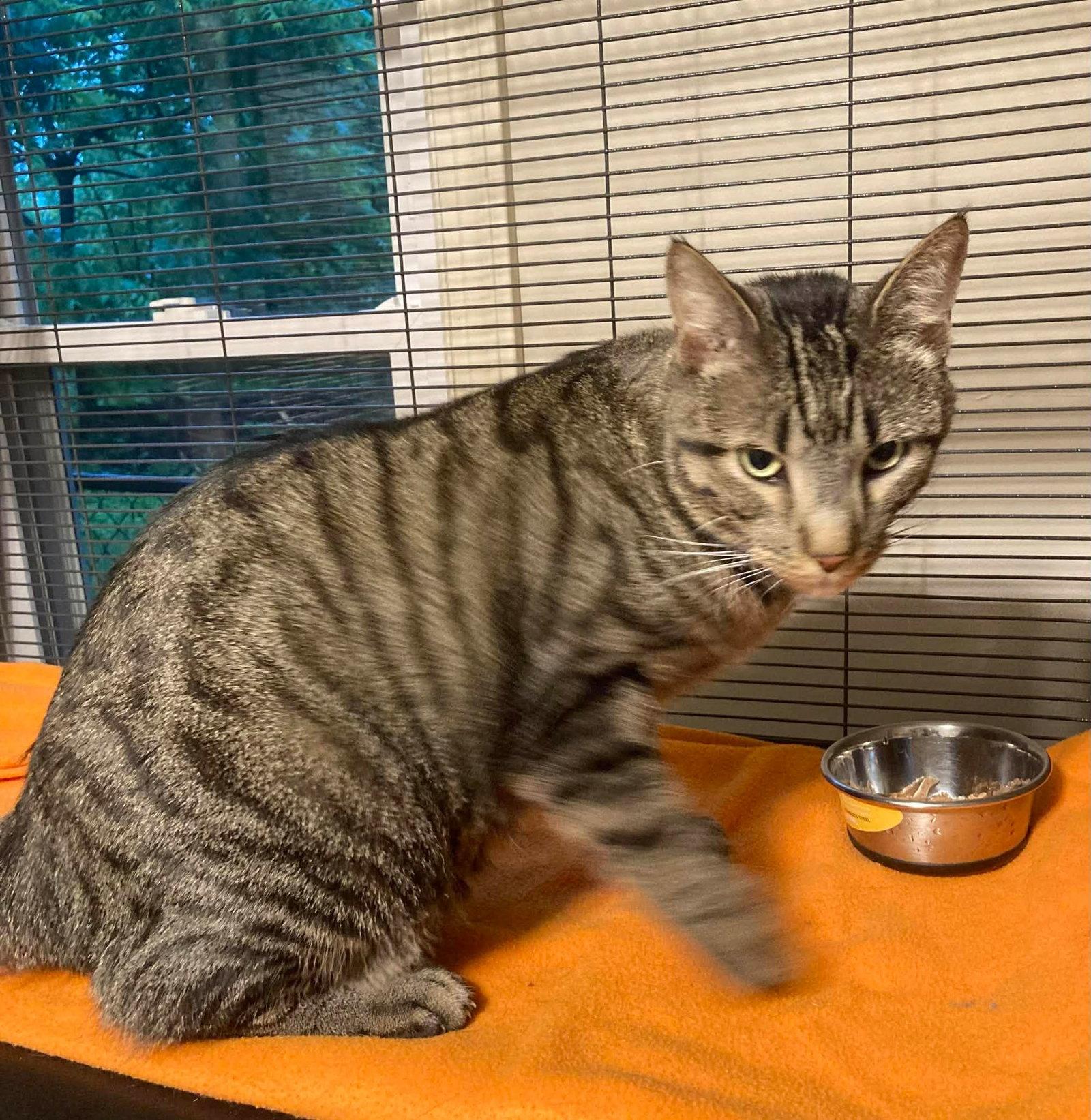 Enlarge Hemingway, a Adopted Domestic Short Hair in Dalzell, IL image 3/3