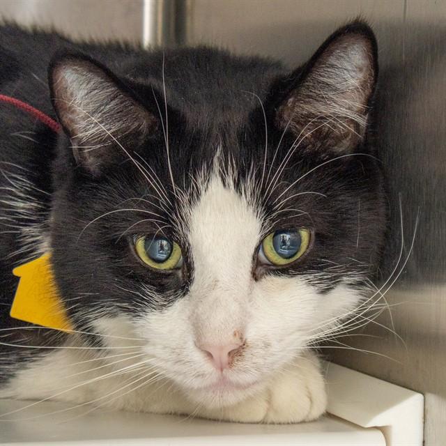 ANDRE, Adoptable, Adult Male Domestic Short Hair.