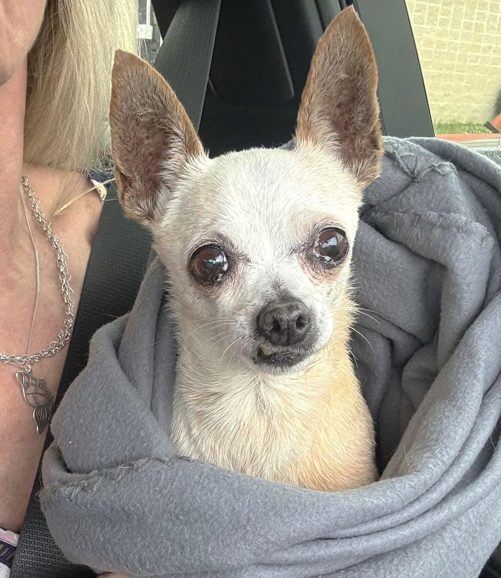 Karen TX, Adoptable, Senior Female Chihuahua.
