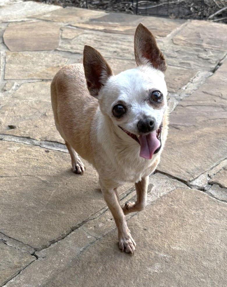 Karen TX, a Adoptable Chihuahua in Boonton, NJ image 2/3