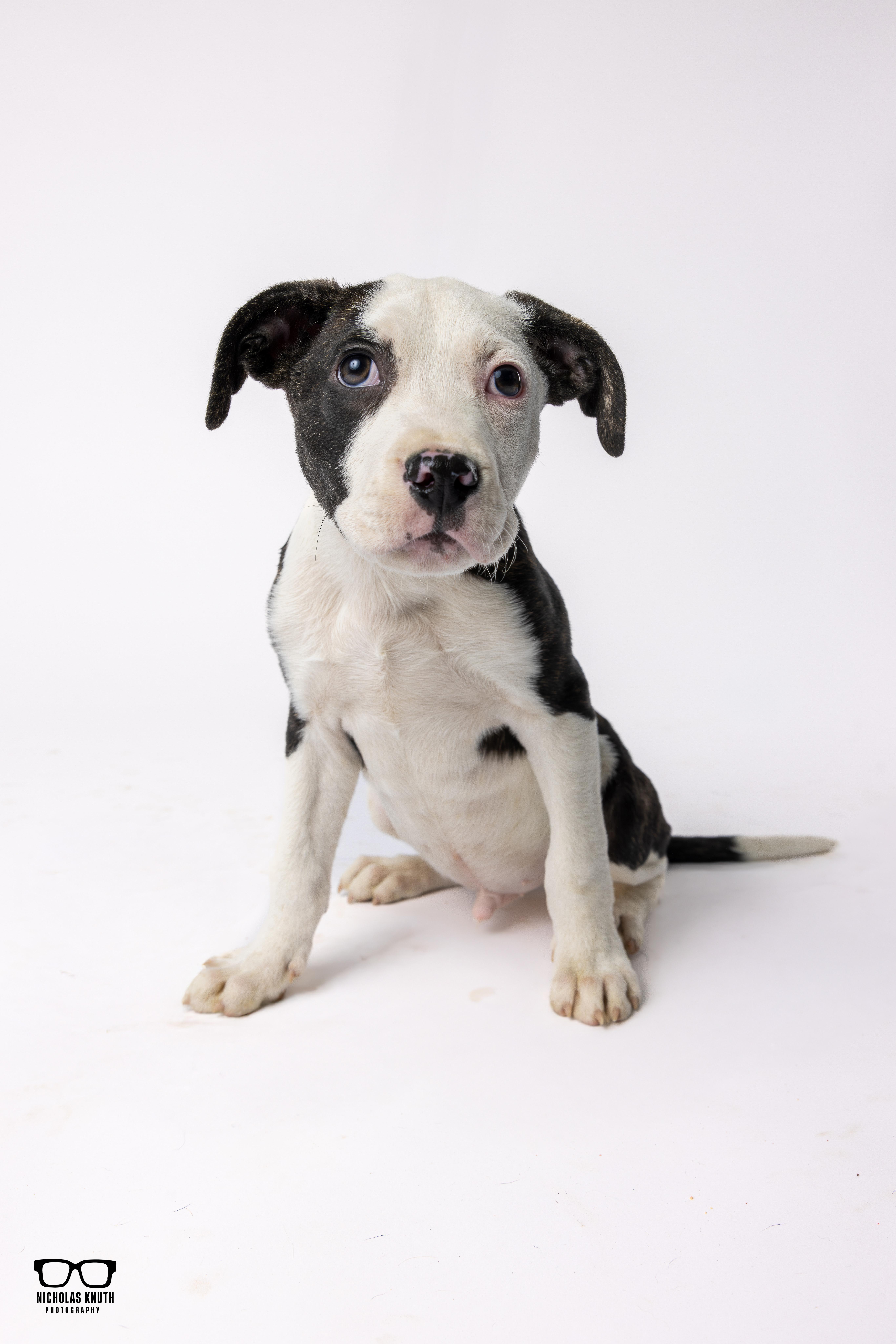 Enlarge Mr. Sniffles, a ADOPTABLE mixed breed in Palatine, IL image 3/4