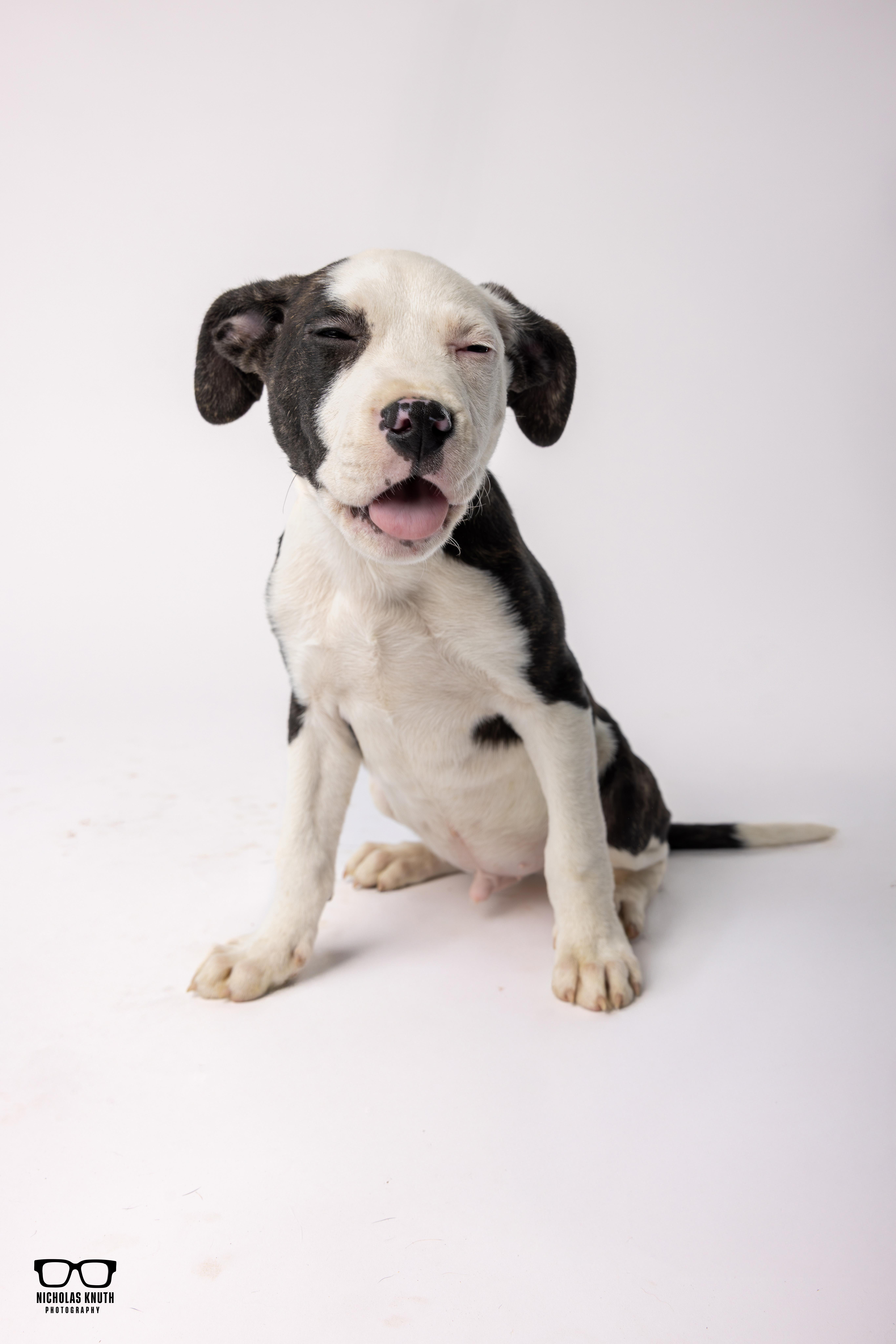Enlarge Mr. Sniffles, a ADOPTABLE mixed breed in Palatine, IL image 2/4