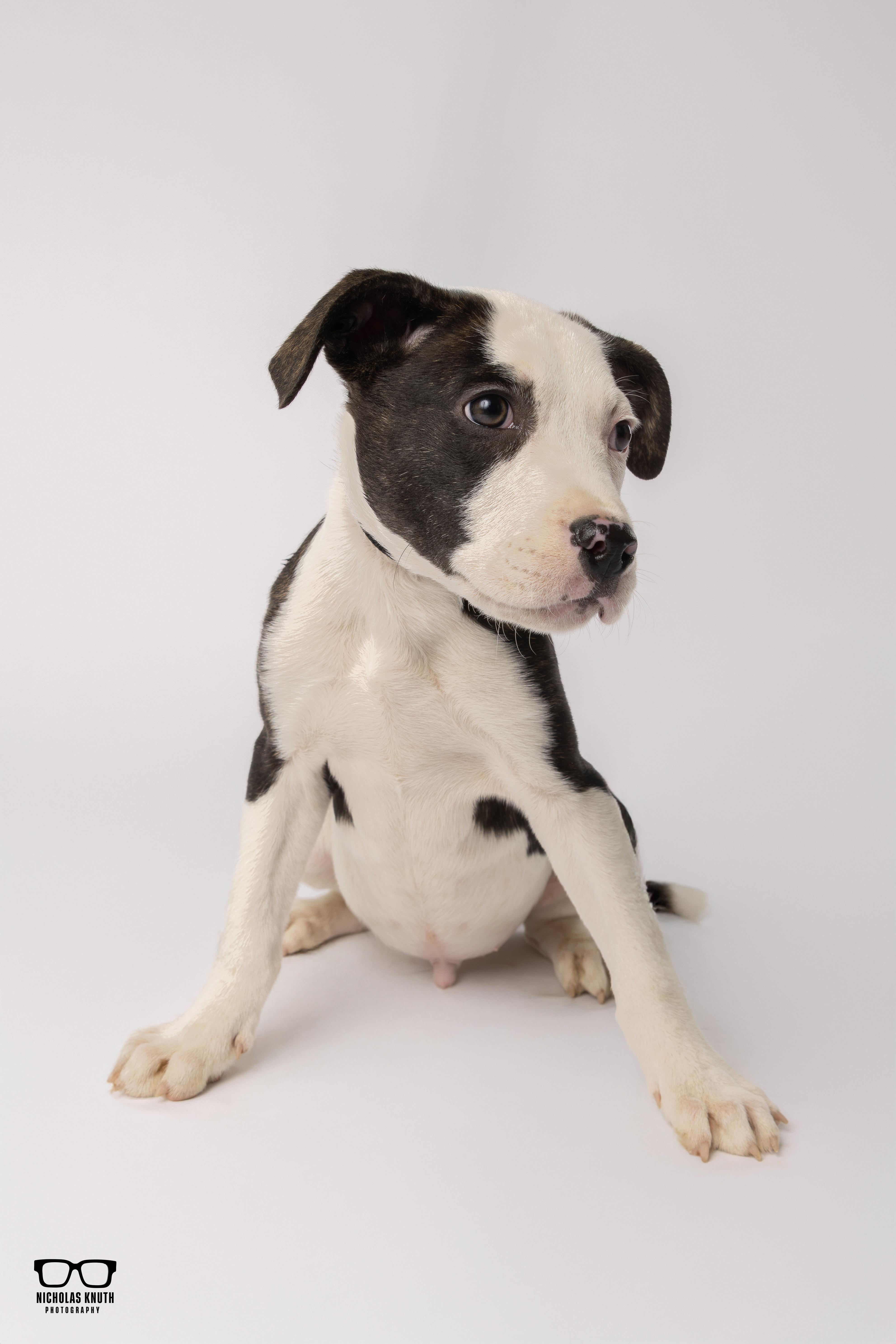 Enlarge Mr. Sniffles, a ADOPTABLE mixed breed in Palatine, IL image 4/4