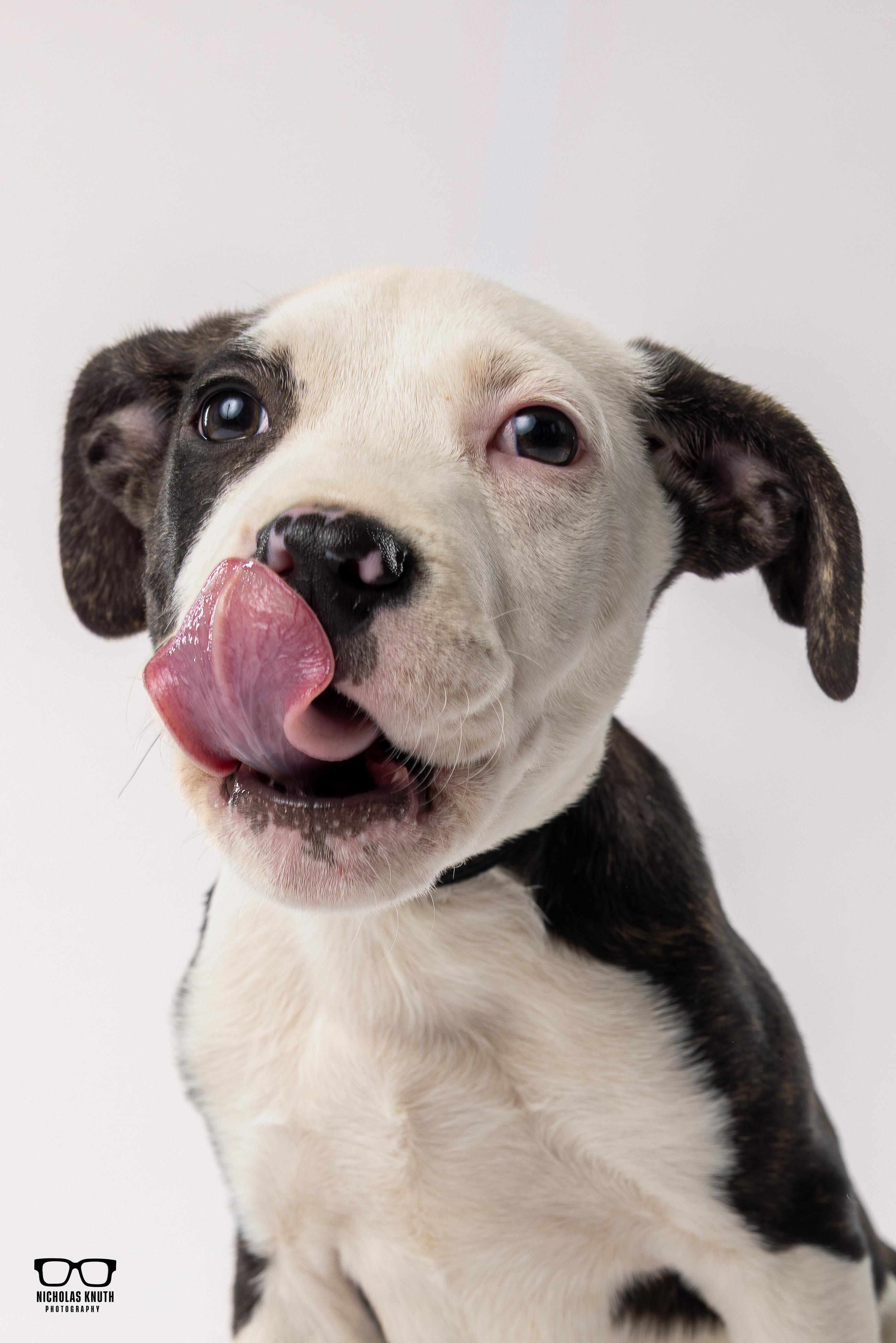 Enlarge Mr. Sniffles, a ADOPTABLE mixed breed in Palatine, IL image 1/4