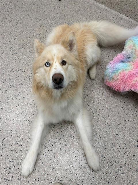 APOLLO, Adoptable, Adult Male Siberian Husky.