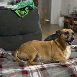 Scooby, Adoptable, Senior Male Mixed Breed.