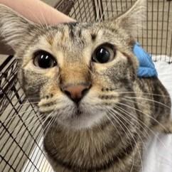 Pom Pom, adopted, Kitten Female Domestic Short Hair.