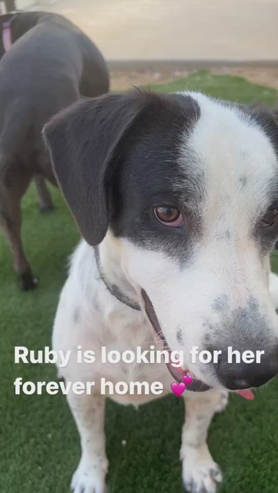 Enlarge RUBY, a Adopted mixed breed in SCOTTSDALE, AZ video 6/11