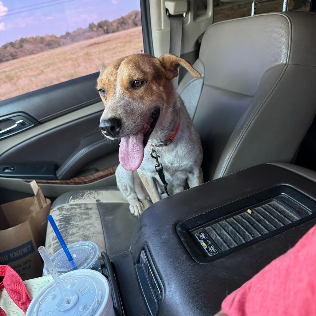 Dora, Adoptable, Young Female Australian Cattle Dog / Blue Heeler.