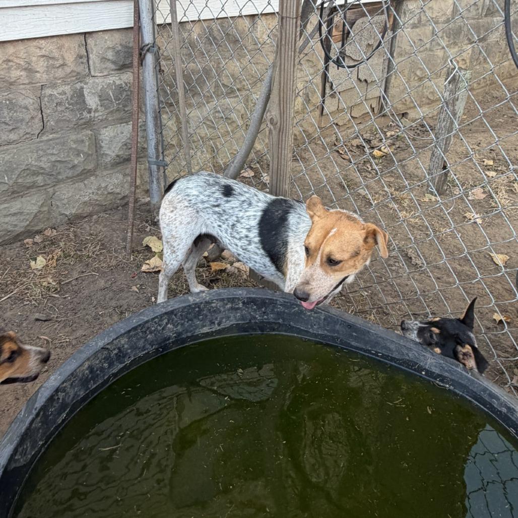 Enlarge Dora, a Adoptable Australian Cattle Dog / Blue Heeler in Okmulgee, OK image 2/2