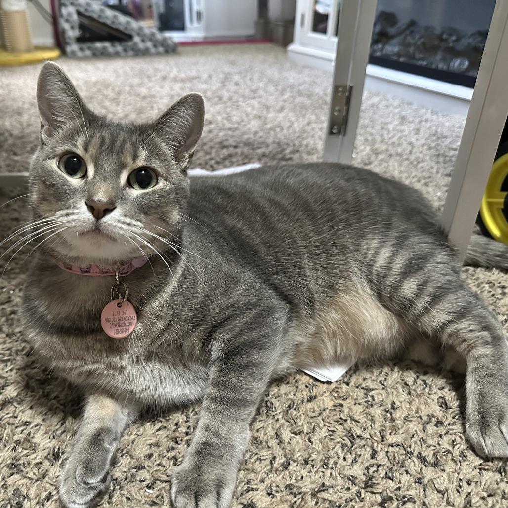 Francie C12733, Adoptable, Adult Female American Shorthair.