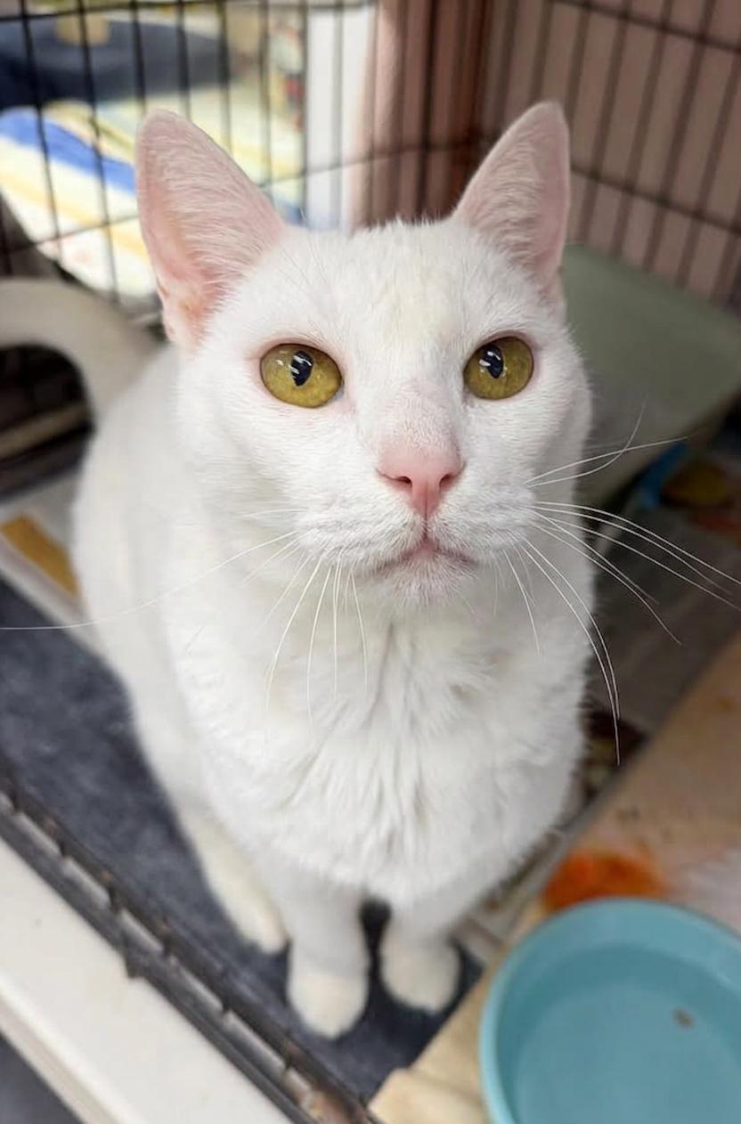 Enlarge Casper (Must Go with Bootsie), a ADOPTABLE Domestic Short Hair in El Segundo, CA image 1/6