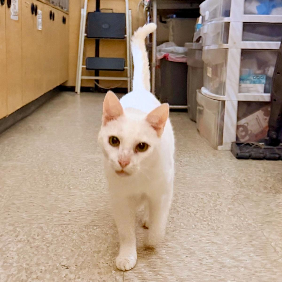 Casper (& Bootsie), a ADOPTABLE Domestic Short Hair in El Segundo, CA image 4/6