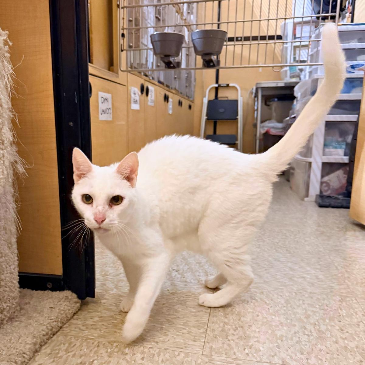 Casper (& Bootsie), a ADOPTABLE Domestic Short Hair in El Segundo, CA image 5/6