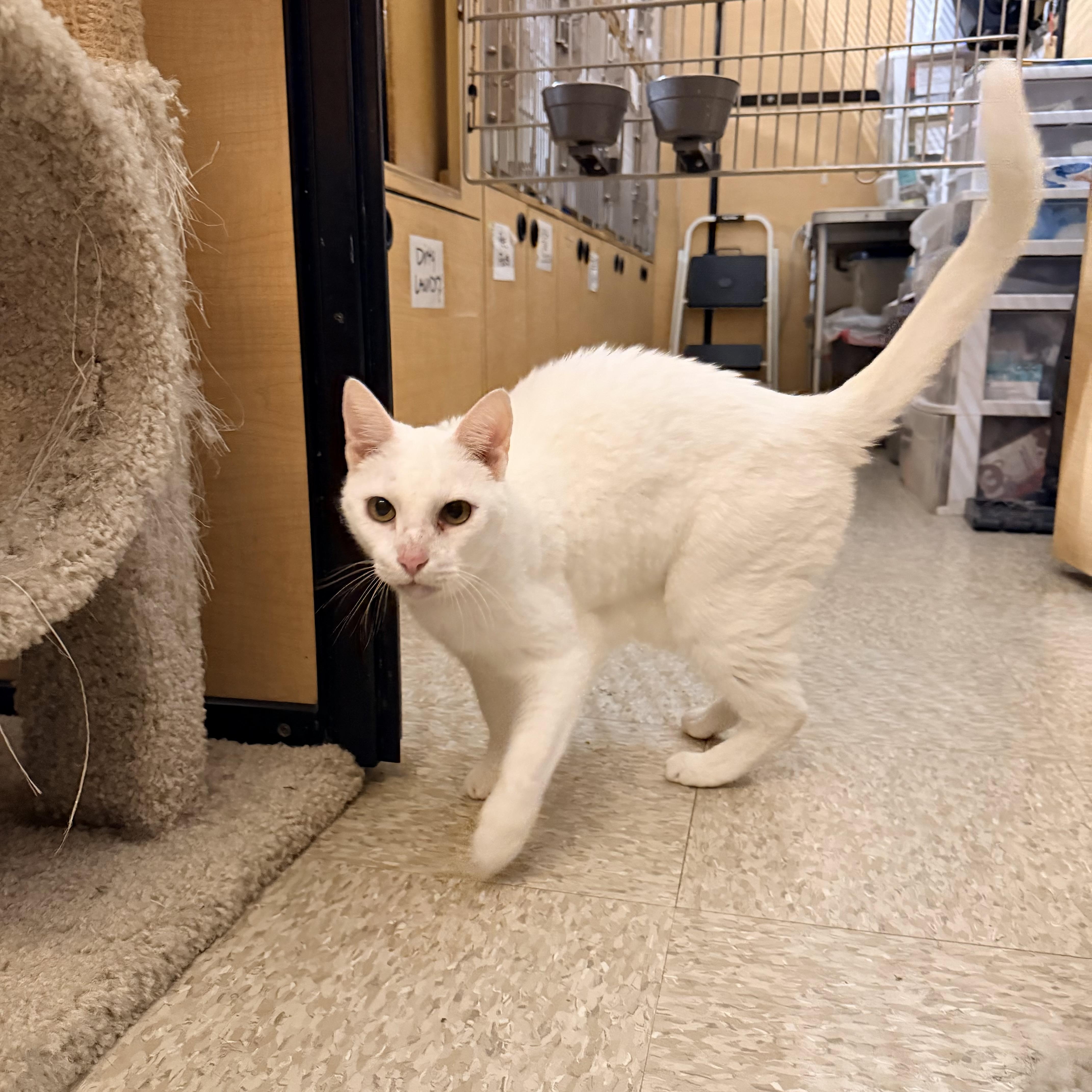Enlarge Casper (Must Go with Bootsie), a ADOPTABLE Domestic Short Hair in El Segundo, CA image 3/5