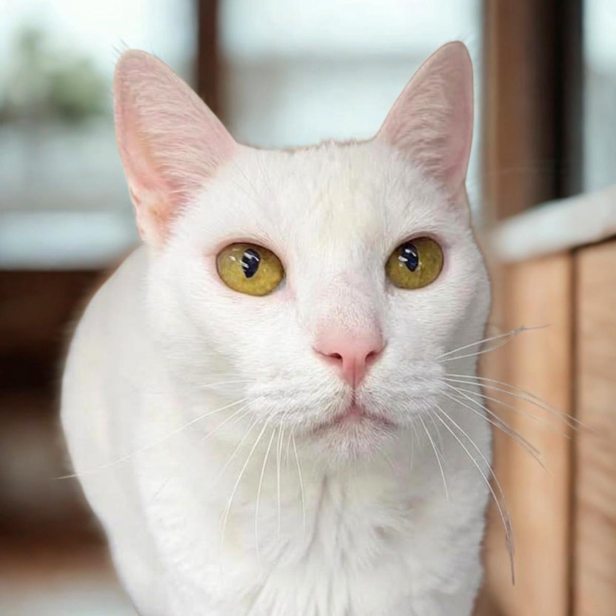 Casper (& Bootsie), ADOPTABLE, Senior Male Domestic Short Hair.