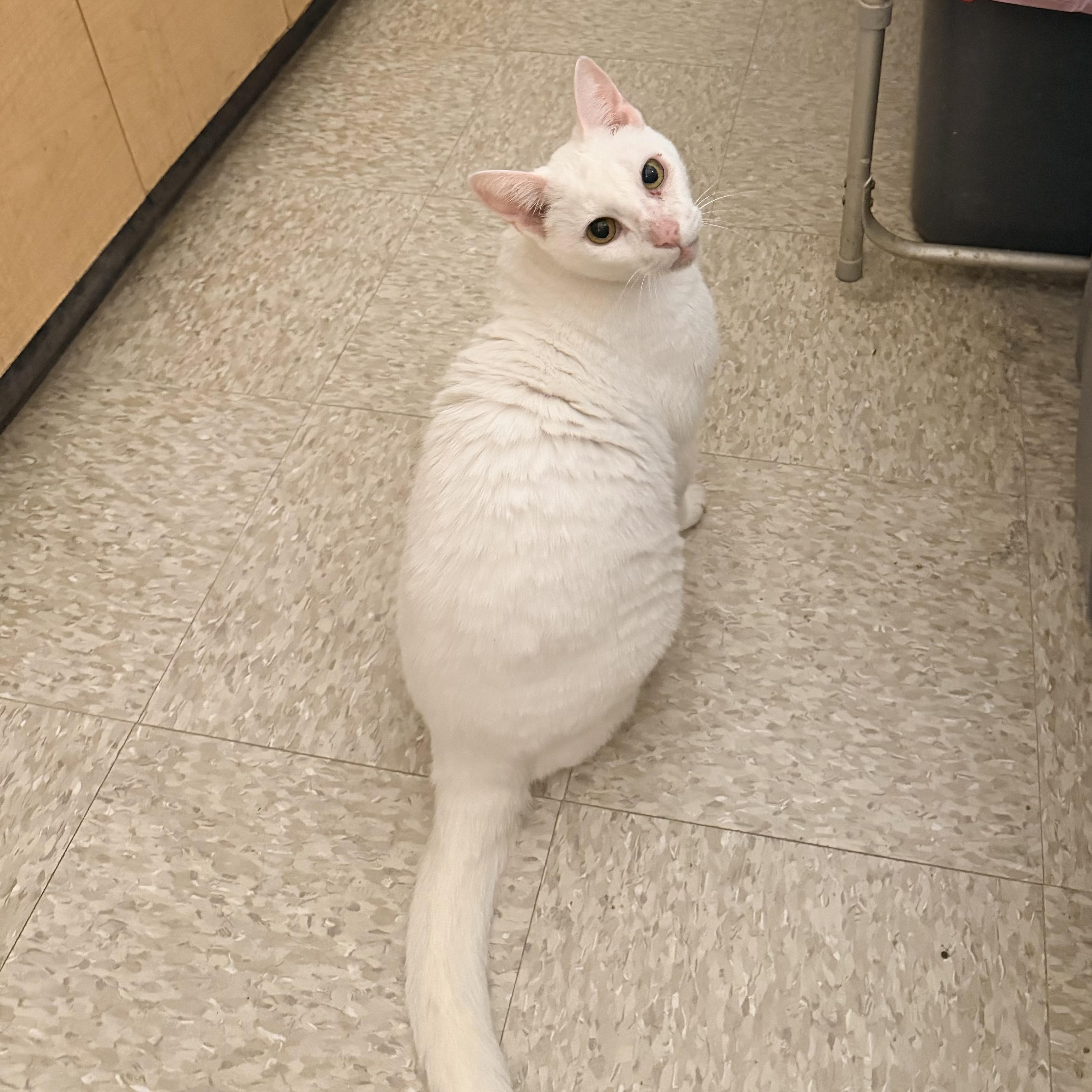 Enlarge Casper (Must Go with Bootsie), a ADOPTABLE Domestic Short Hair in El Segundo, CA image 2/5