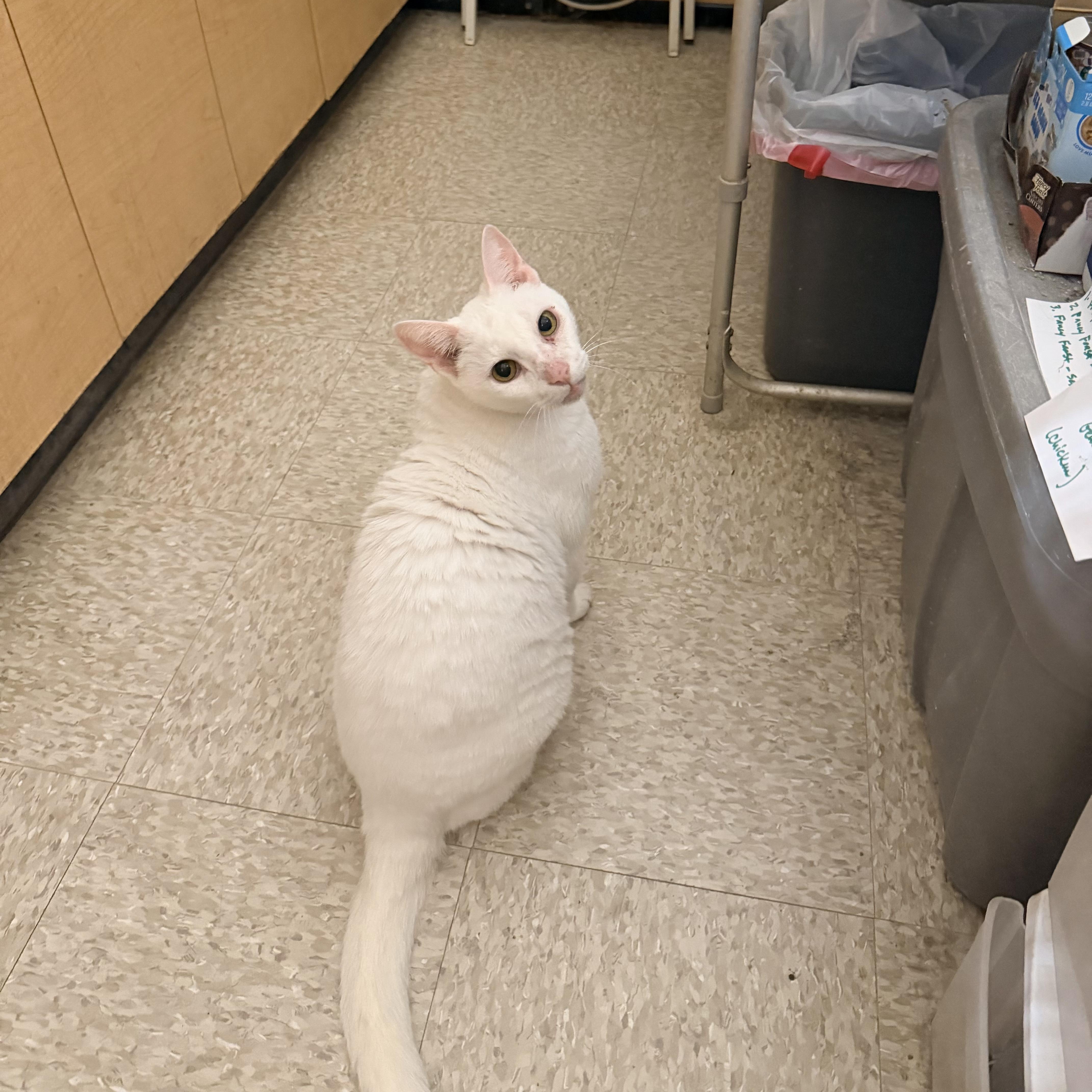 Enlarge Casper (Must Go with Bootsie), a ADOPTABLE Domestic Short Hair in El Segundo, CA image 2/6