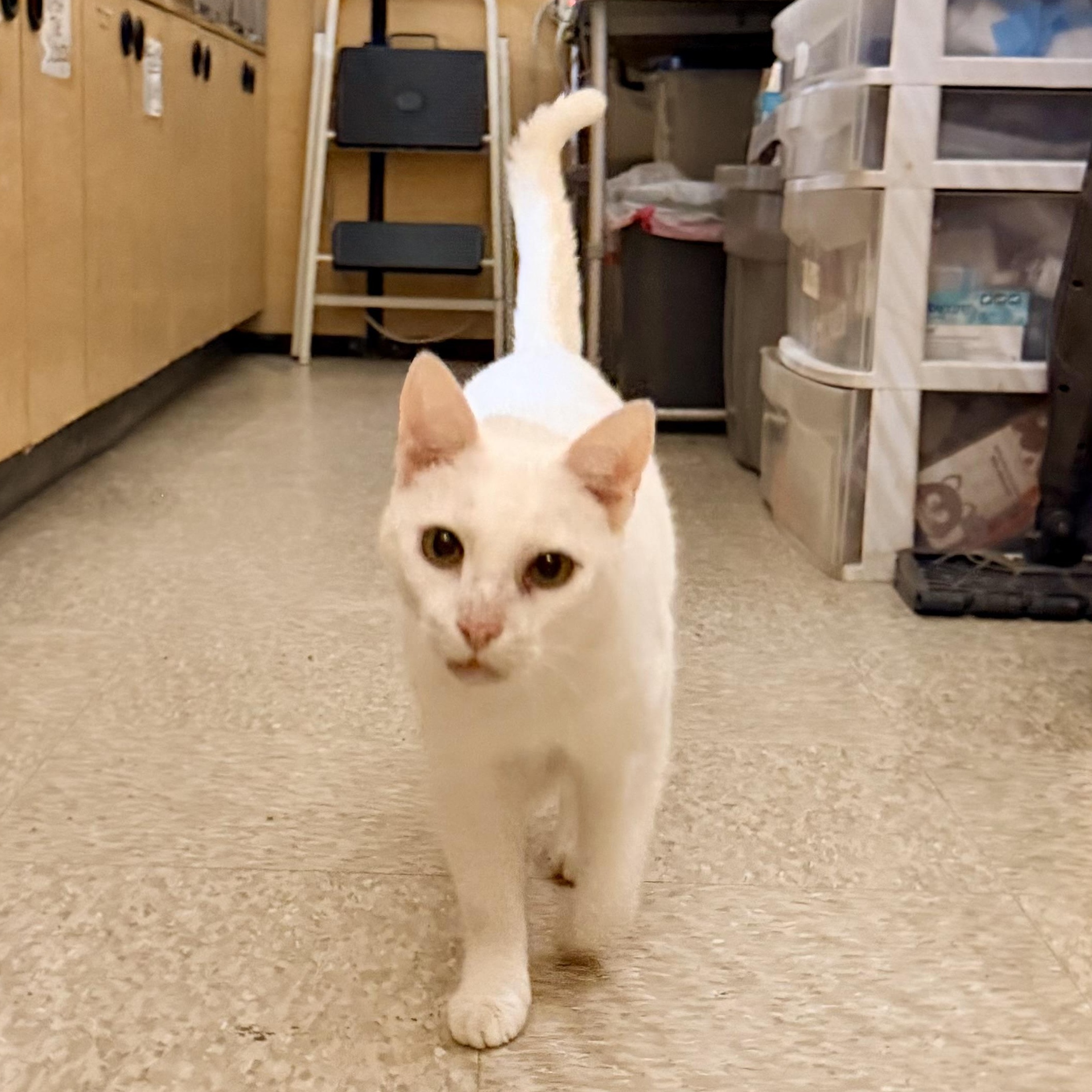 Enlarge Casper (Must Go with Bootsie), a ADOPTABLE Domestic Short Hair in El Segundo, CA image 1/5