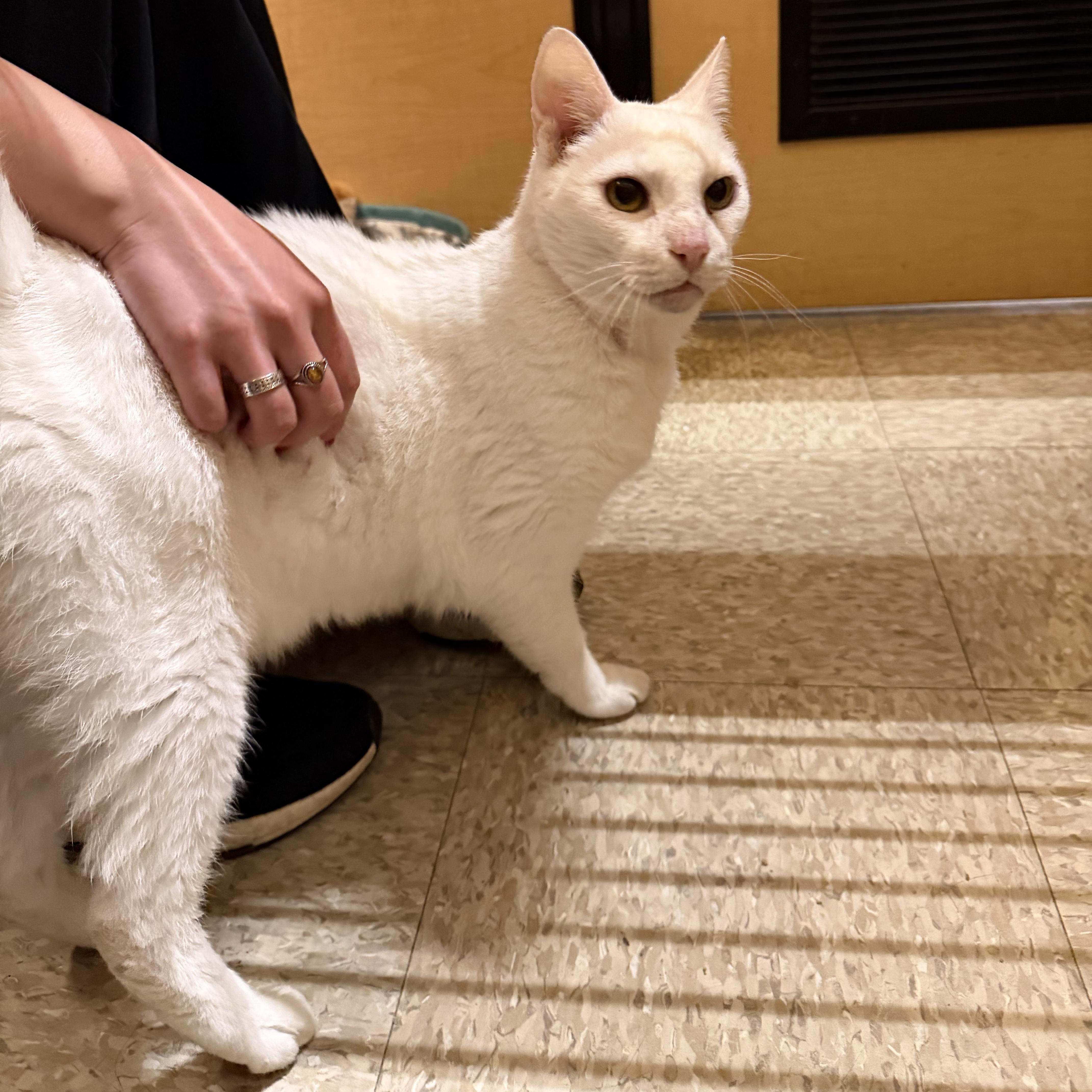 Enlarge Casper (Must Go with Bootsie), a ADOPTABLE Domestic Short Hair in El Segundo, CA image 5/5