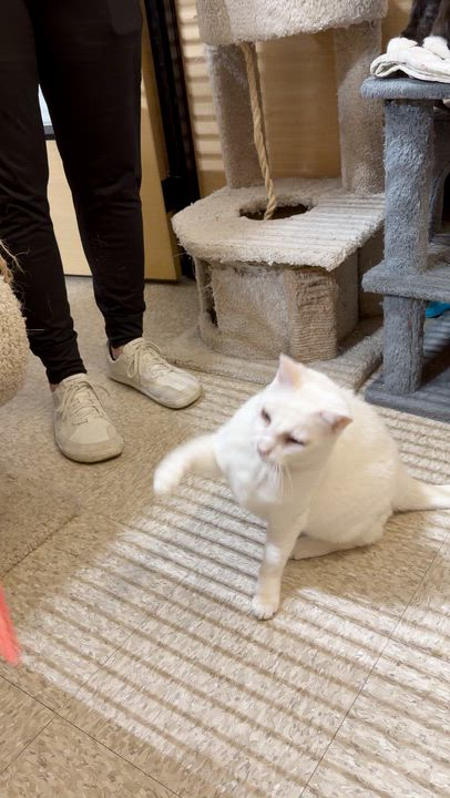 Enlarge Casper (& Bootsie), a ADOPTABLE Domestic Short Hair in El Segundo, CA video 3/6