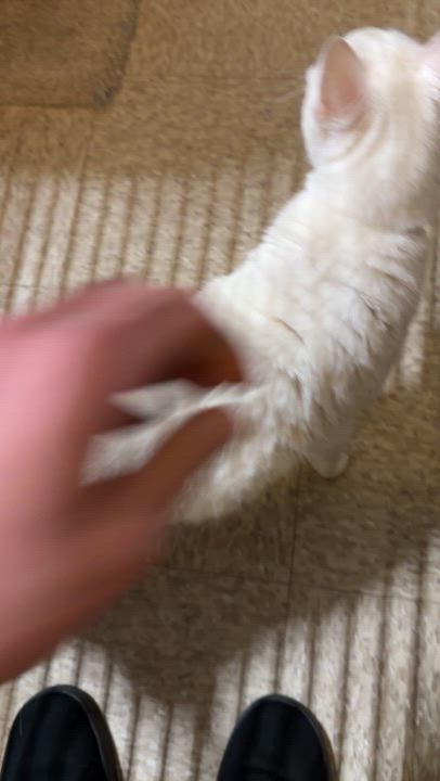 Enlarge Casper (Must Go with Bootsie), a ADOPTABLE Domestic Short Hair in El Segundo, CA video 4/5