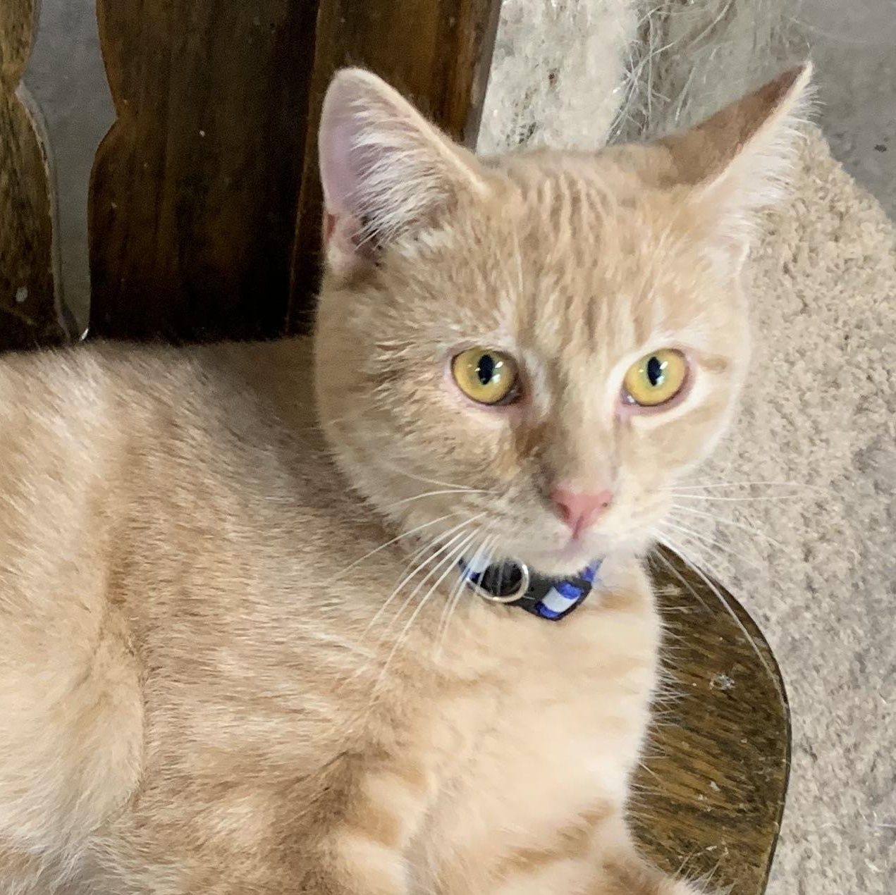 Enlarge Mickey, a Adoptable Domestic Short Hair in Stockholm, WI image 1/5