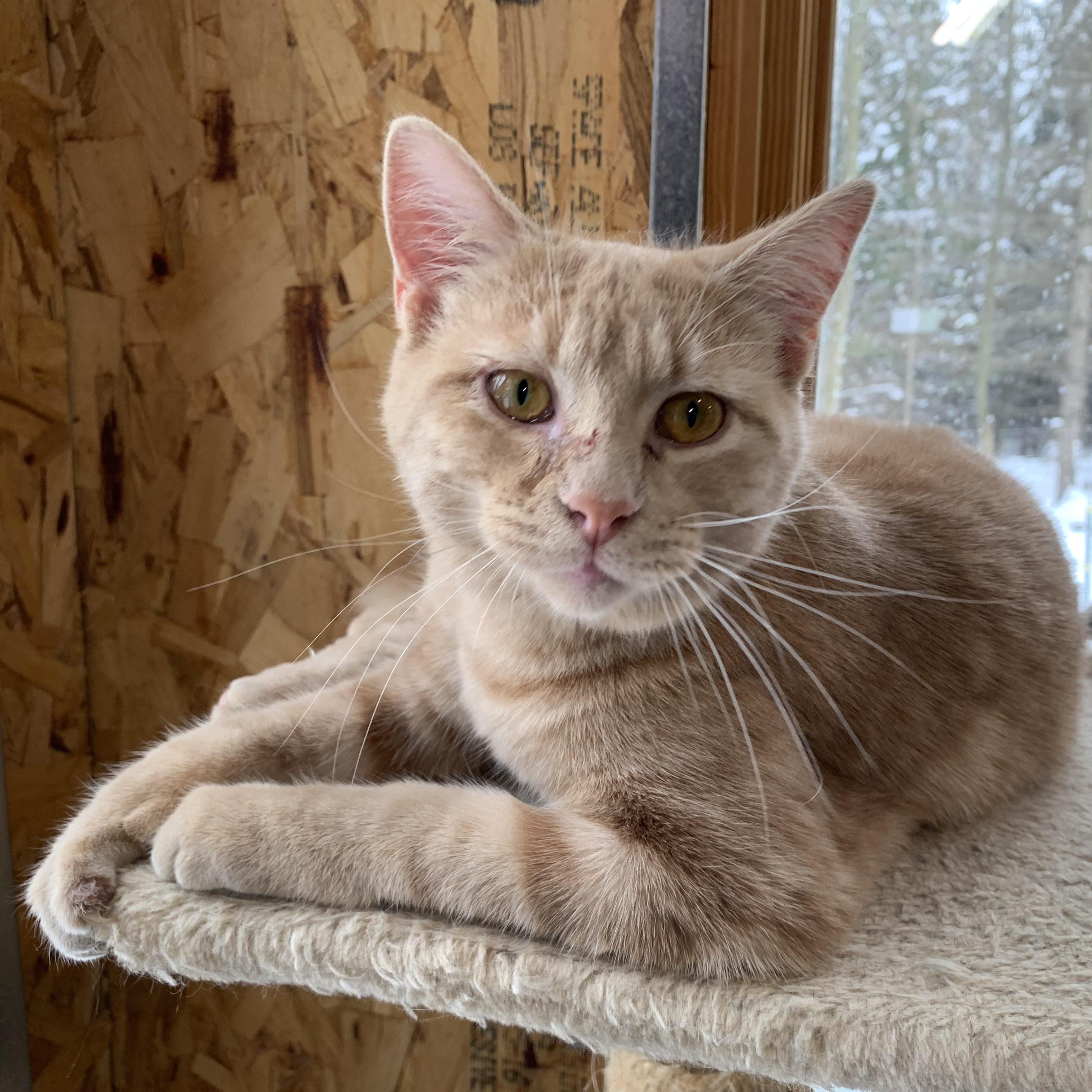 Enlarge Mickey, a Adoptable Domestic Short Hair in Stockholm, WI image 1/6