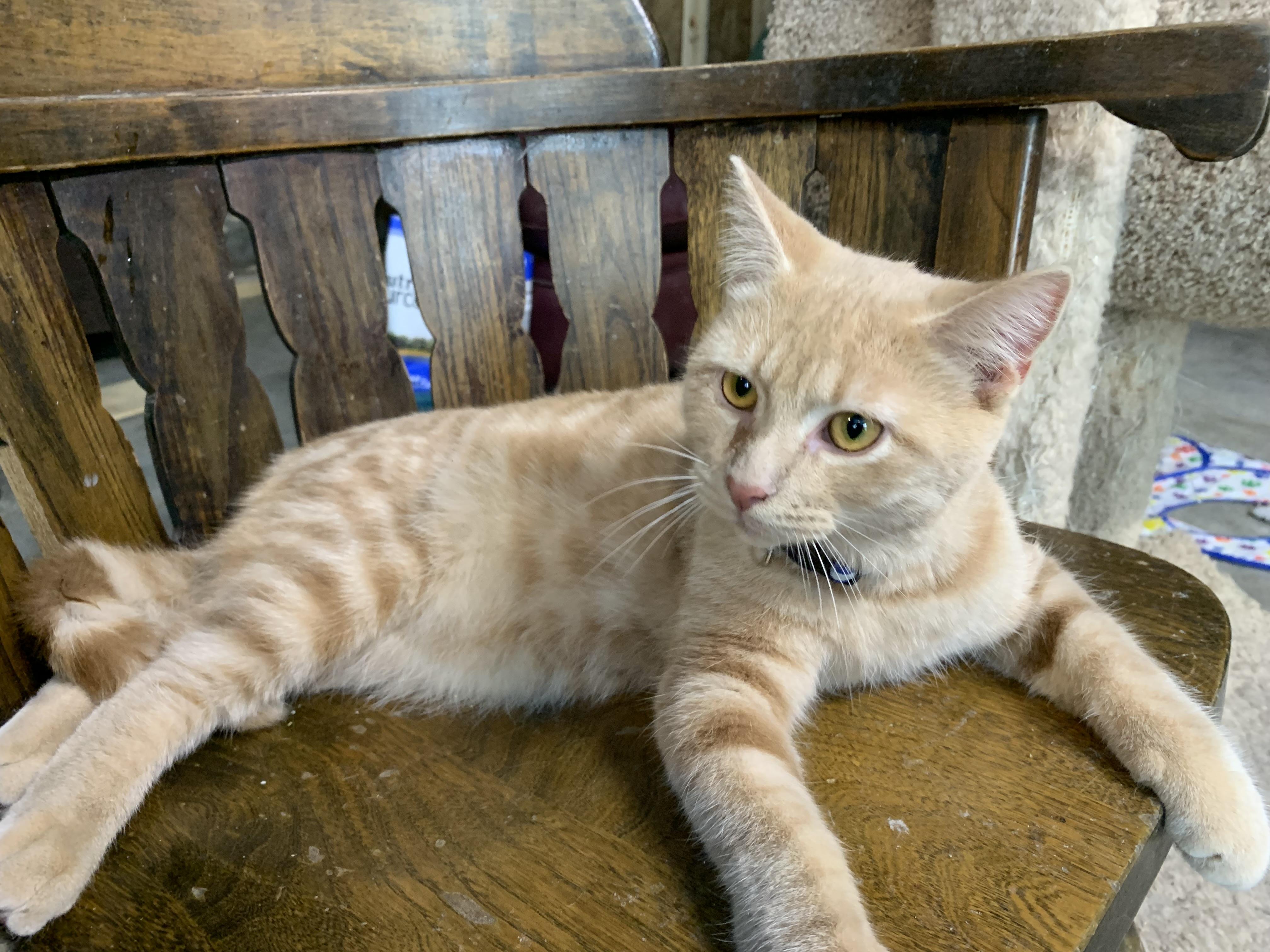 Enlarge Mickey, a Adoptable Domestic Short Hair in Stockholm, WI image 2/5