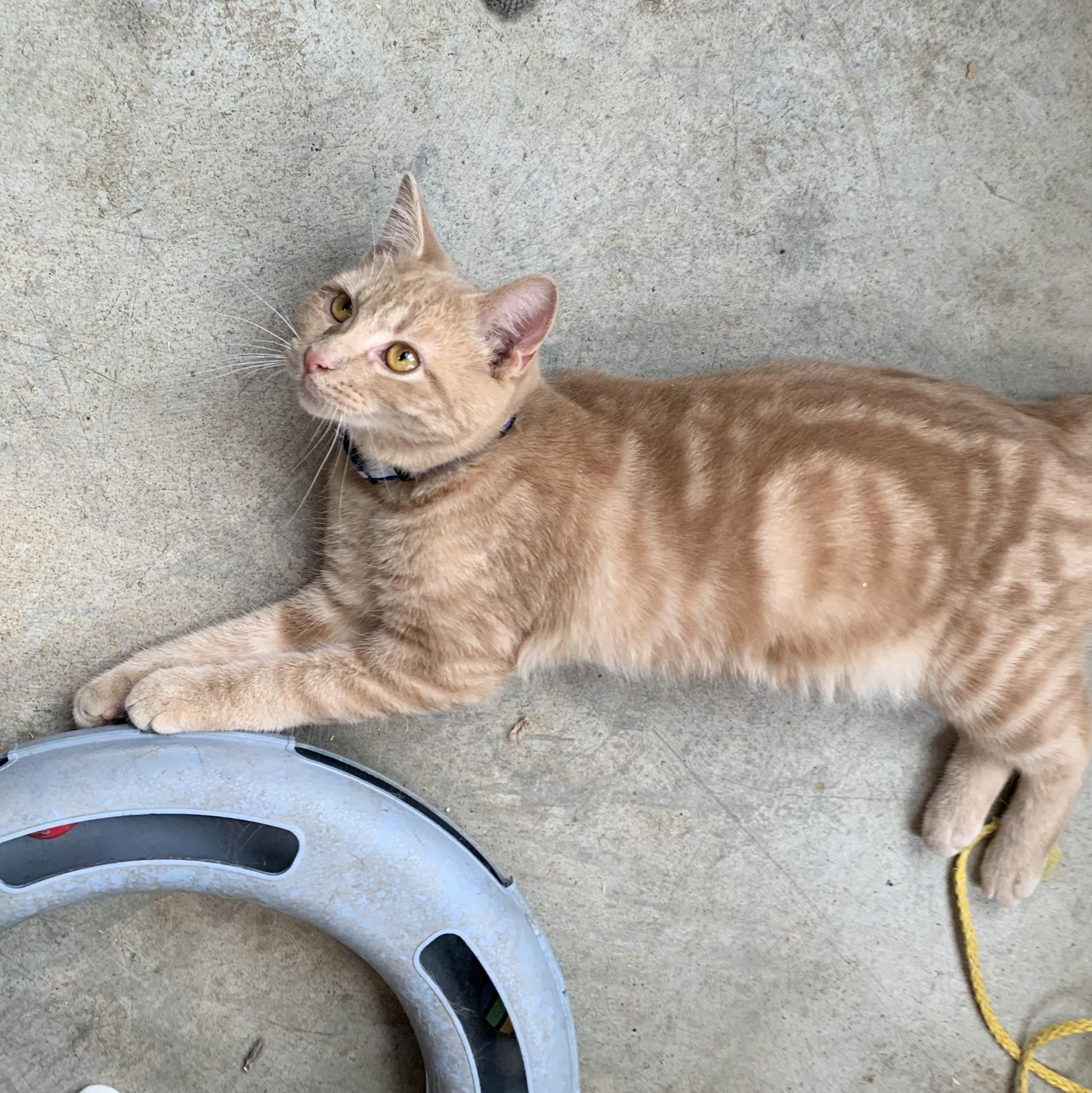 Enlarge Mickey, a Adoptable Domestic Short Hair in Stockholm, WI image 3/5