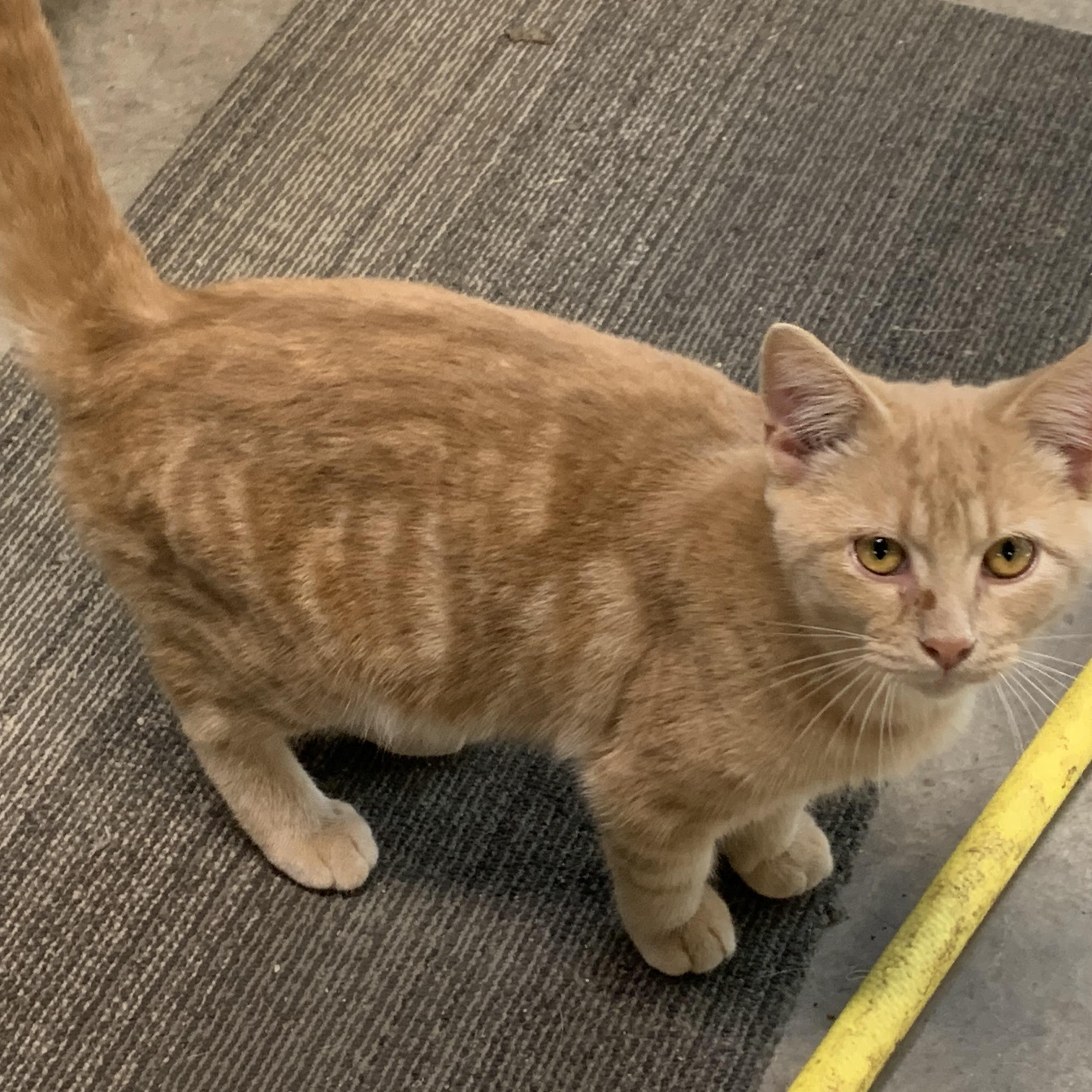 Enlarge Mickey, a Adoptable Domestic Short Hair in Stockholm, WI image 5/5