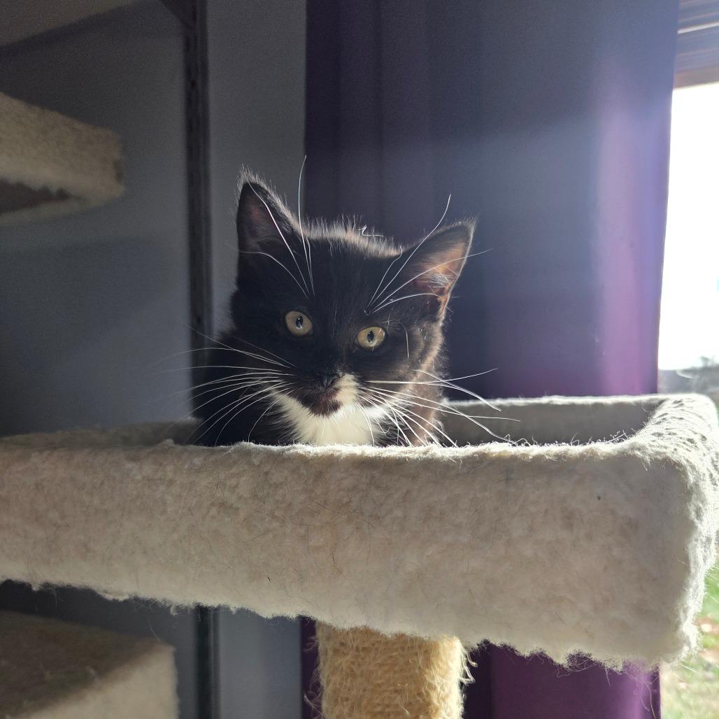 Alicia, a Adoptable Domestic Short Hair in Chaska, MN image 1/5