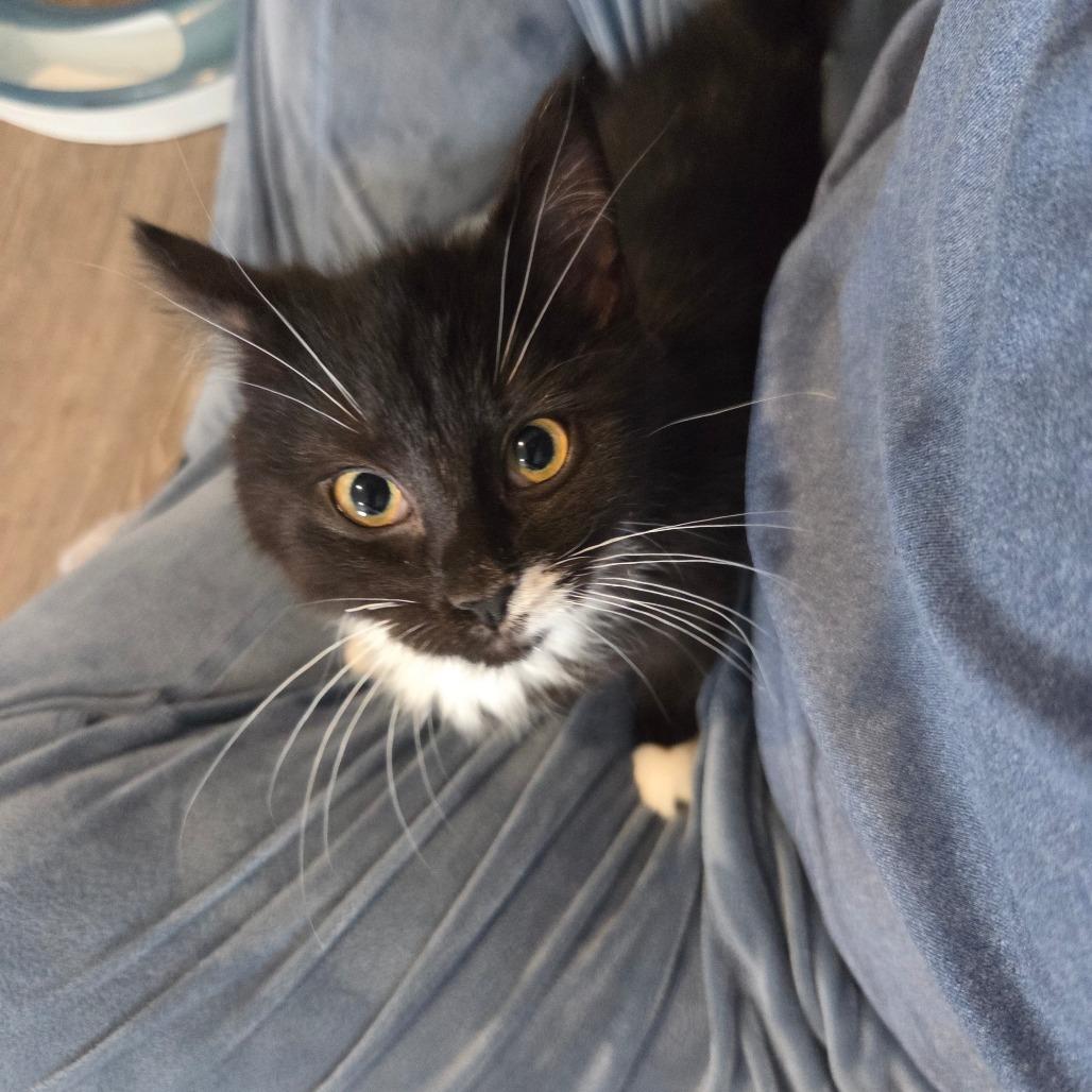 Alicia, a Adoptable Domestic Short Hair in Chaska, MN image 2/5