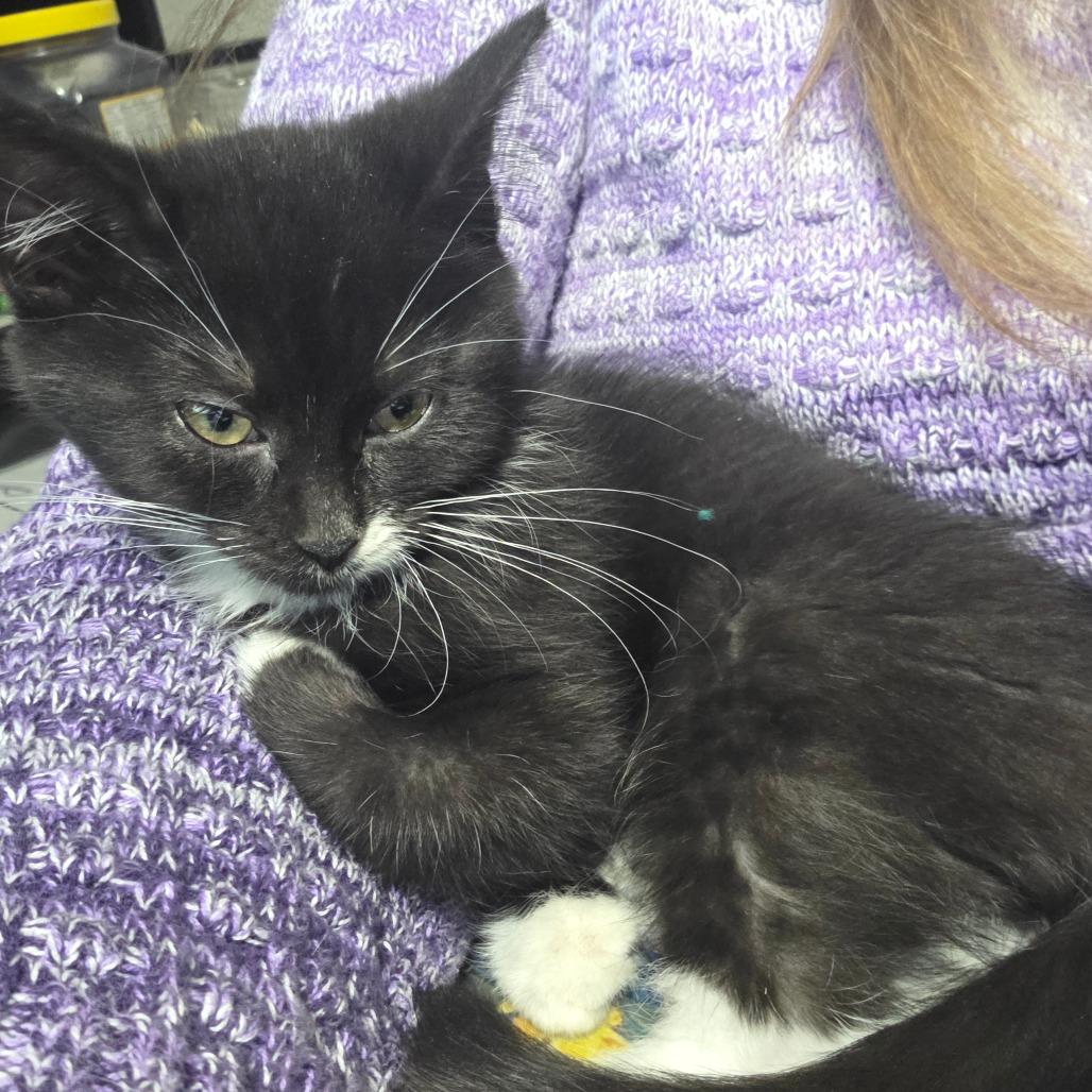 Alicia, a Adoptable Domestic Short Hair in Chaska, MN image 3/5