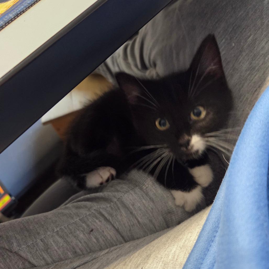 Alicia, a Adoptable Domestic Short Hair in Chaska, MN image 4/5