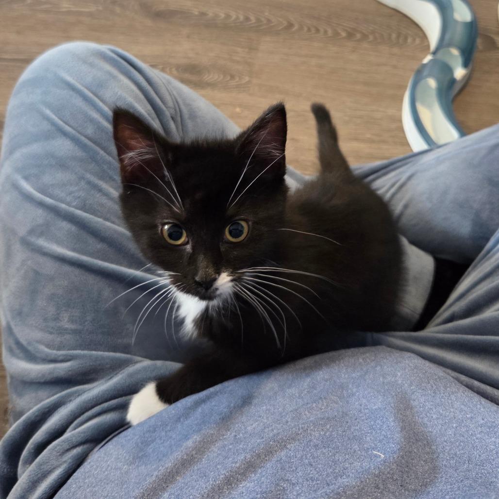 Alicia, a Adoptable Domestic Short Hair in Chaska, MN image 5/5