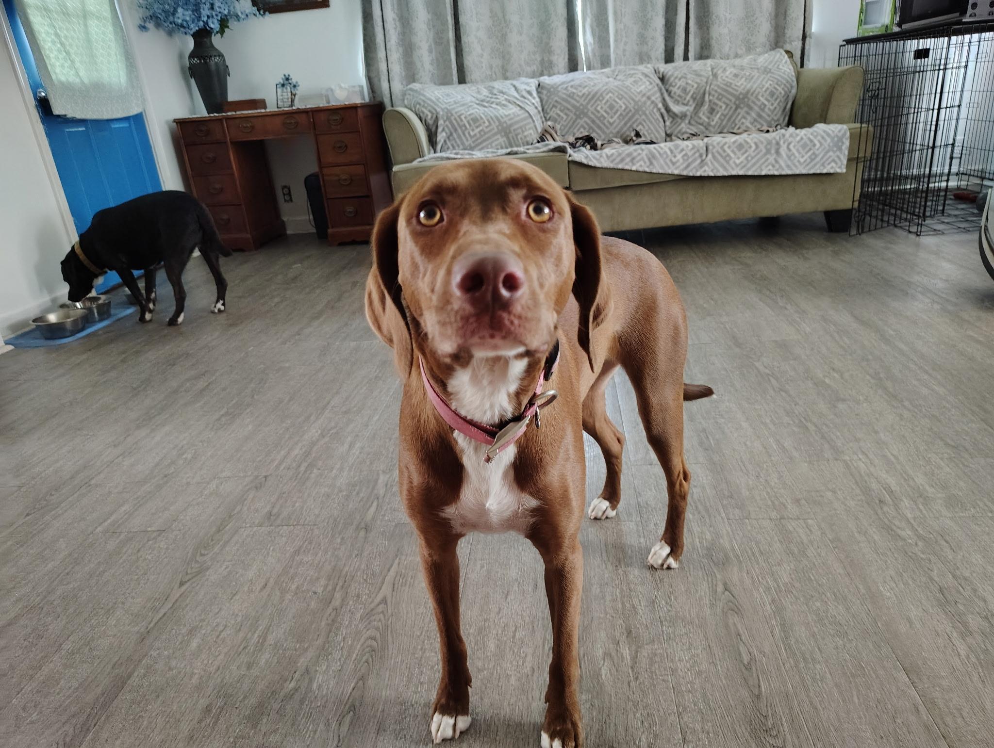 Hannah And Buddy Courtesy Listed