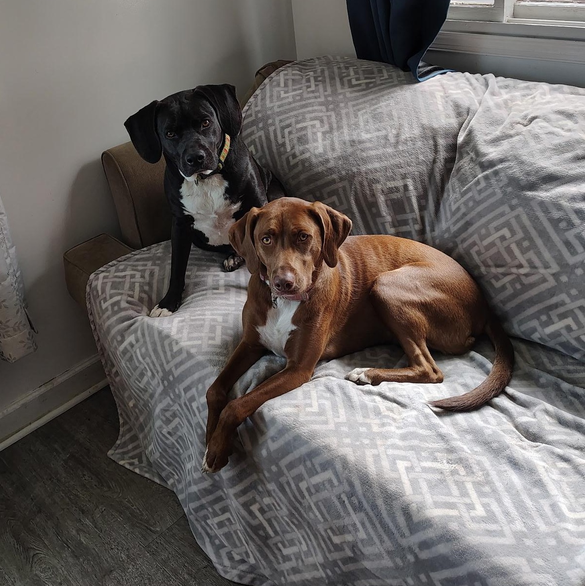 Hannah And Buddy Courtesy Listed