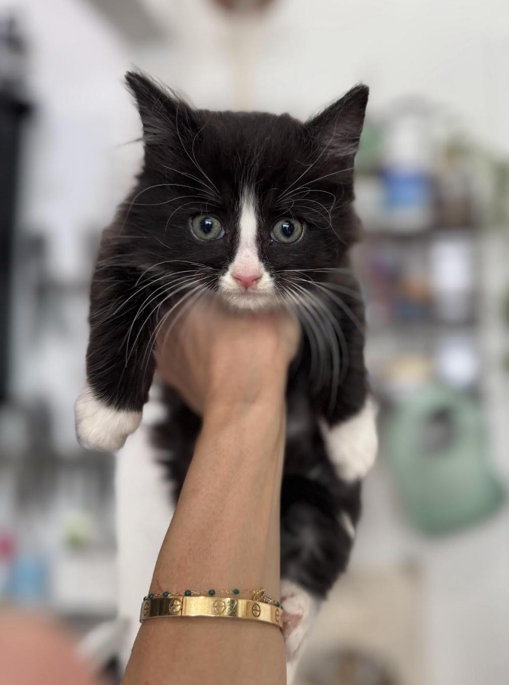 Beignet , adopted, Kitten Male Domestic Medium Hair & Tuxedo.
