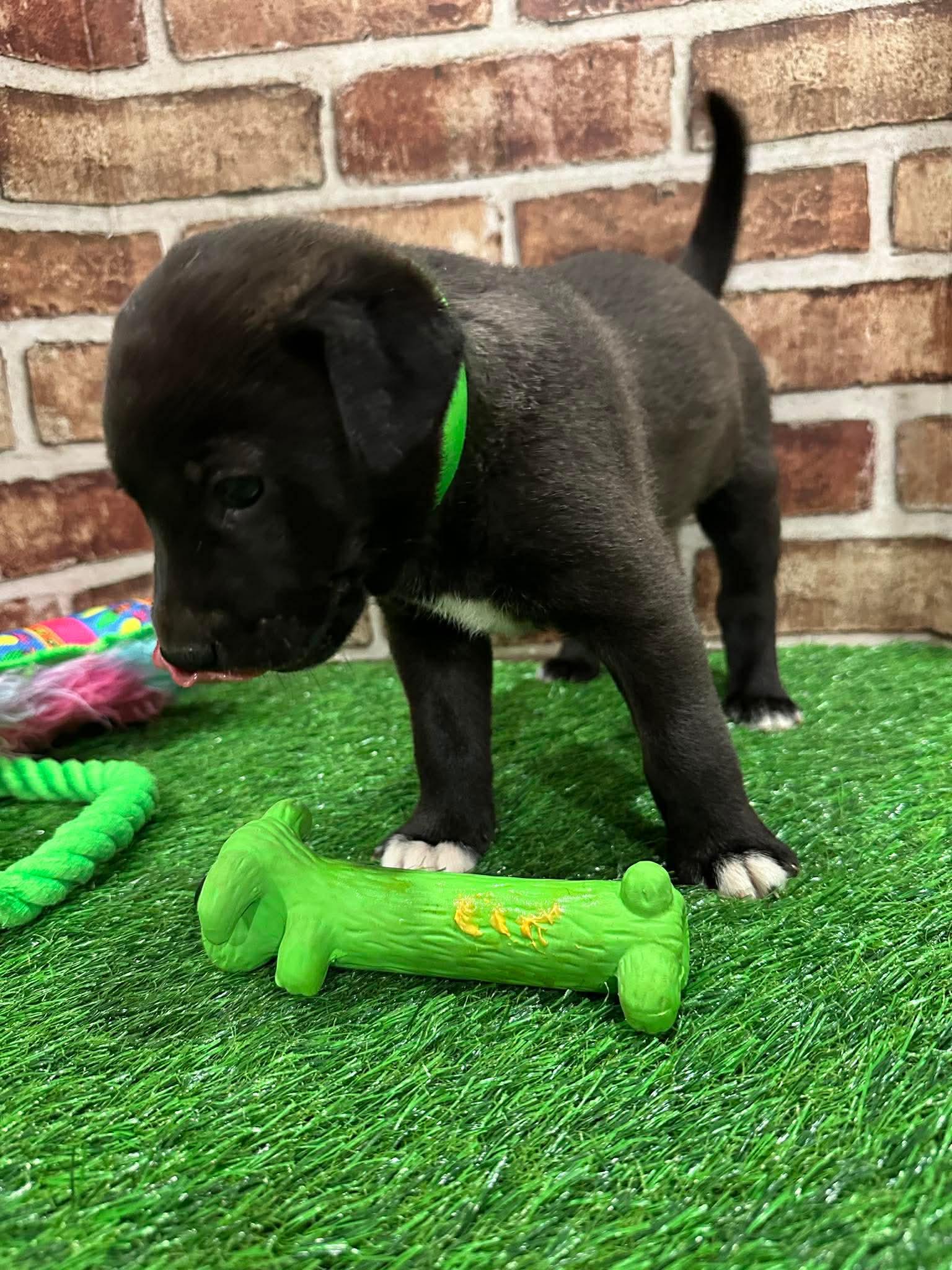 Enlarge Lyn EG in MS, a Adoptable Labrador Retriever in Warwick, RI image 3/3