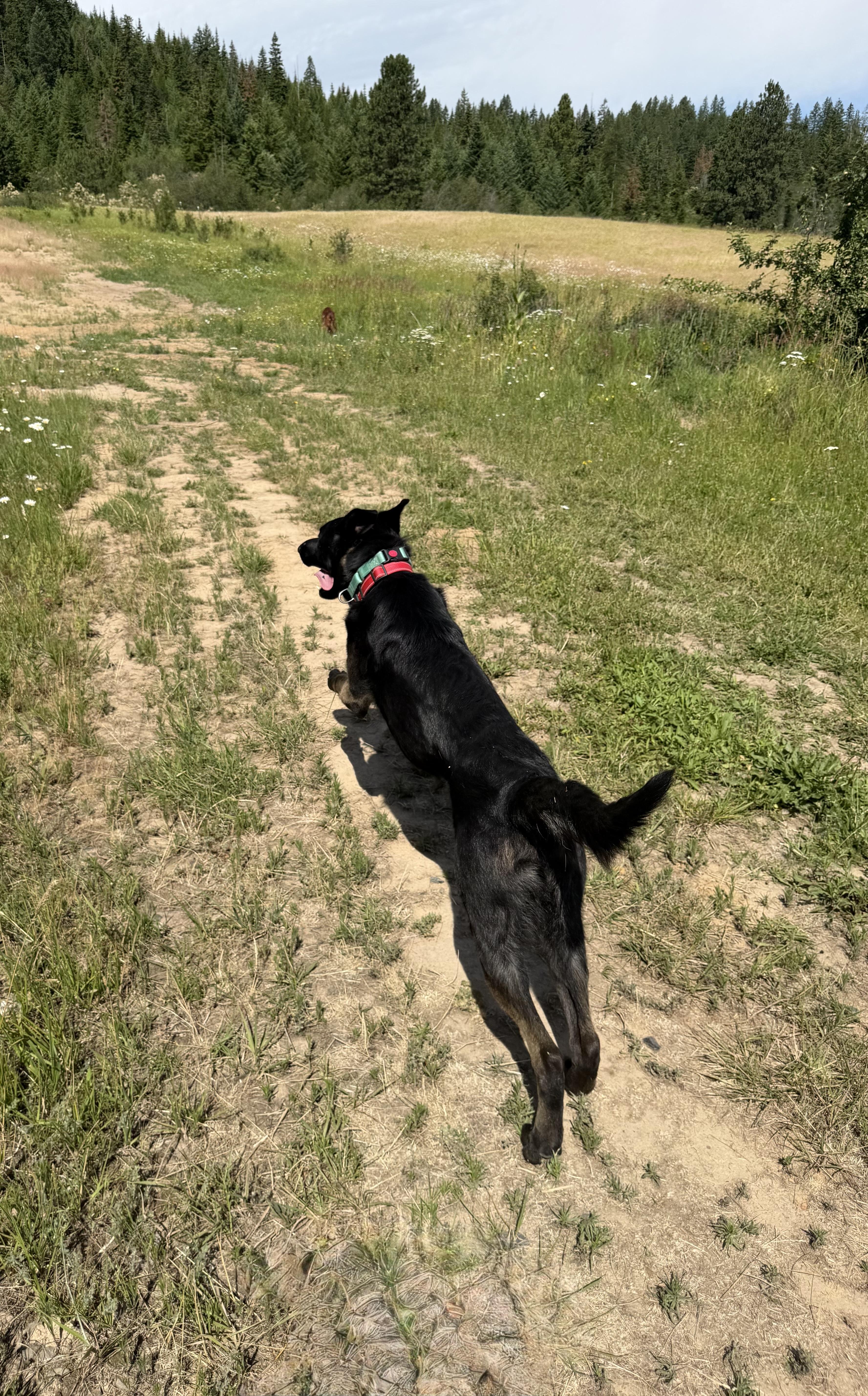 Enlarge JASPER DEAN, a Adoptable mixed breed in Plummer, ID image 3/6